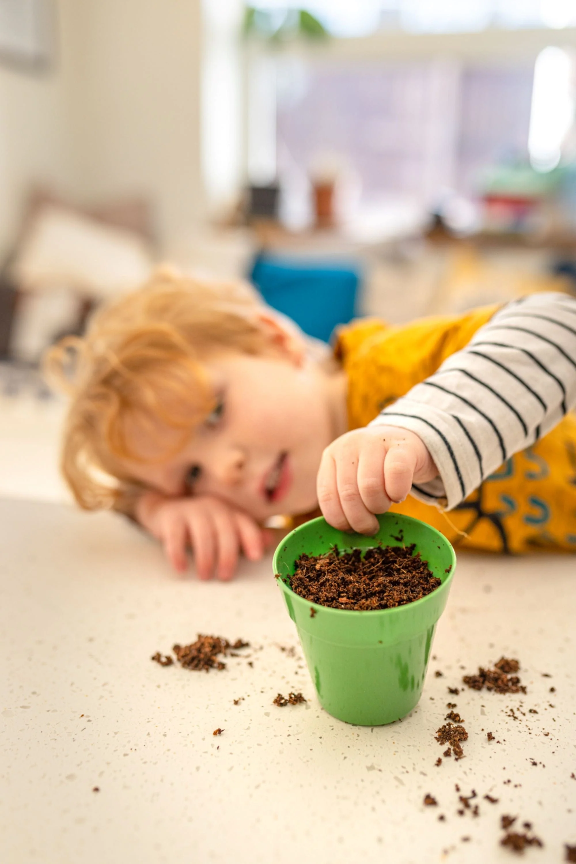 Basil Growing Kit with Pot - Image 7