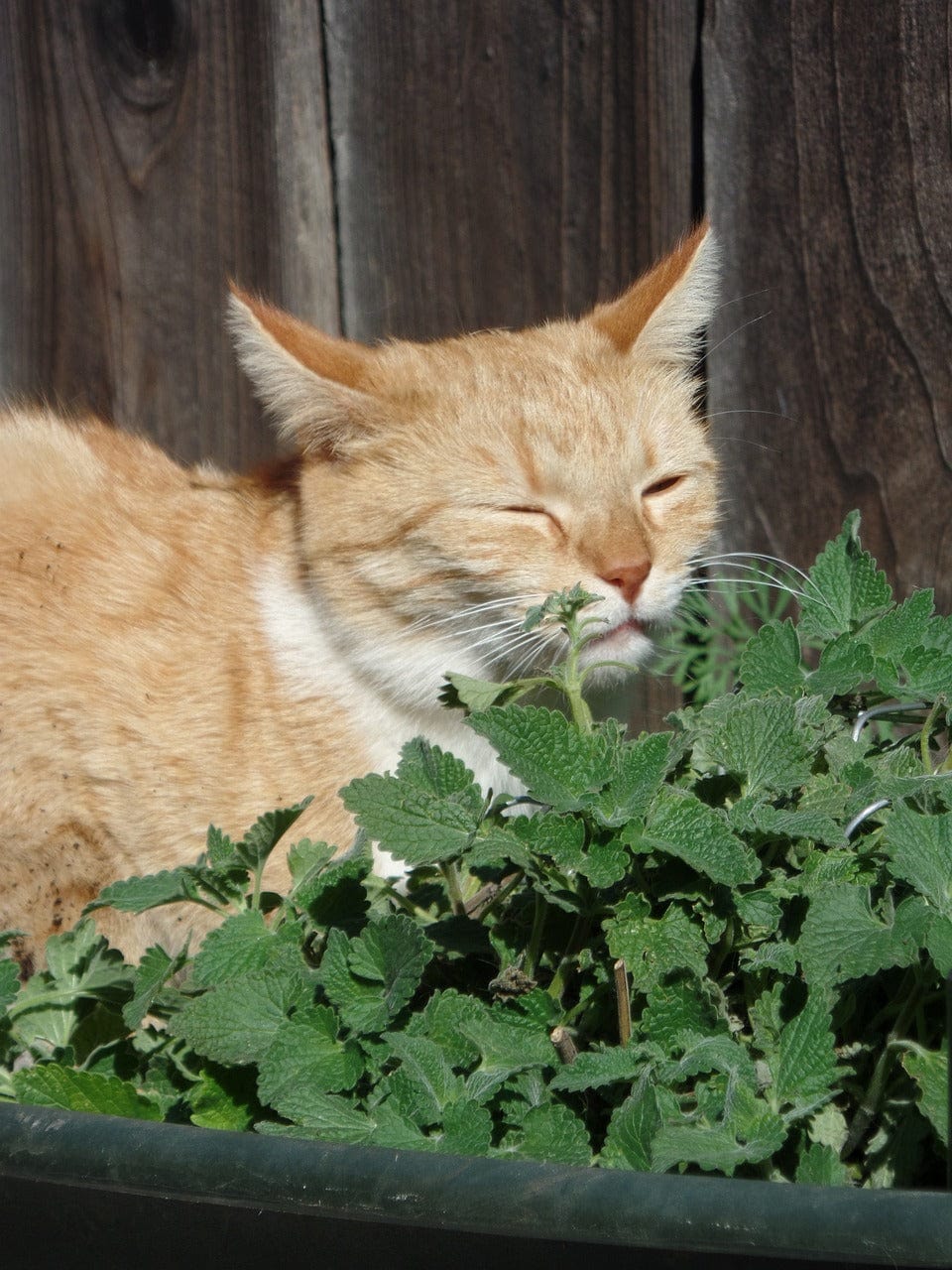 Grow Your Own Catnip Plants Children's Growing Kit with Pot - Image 6