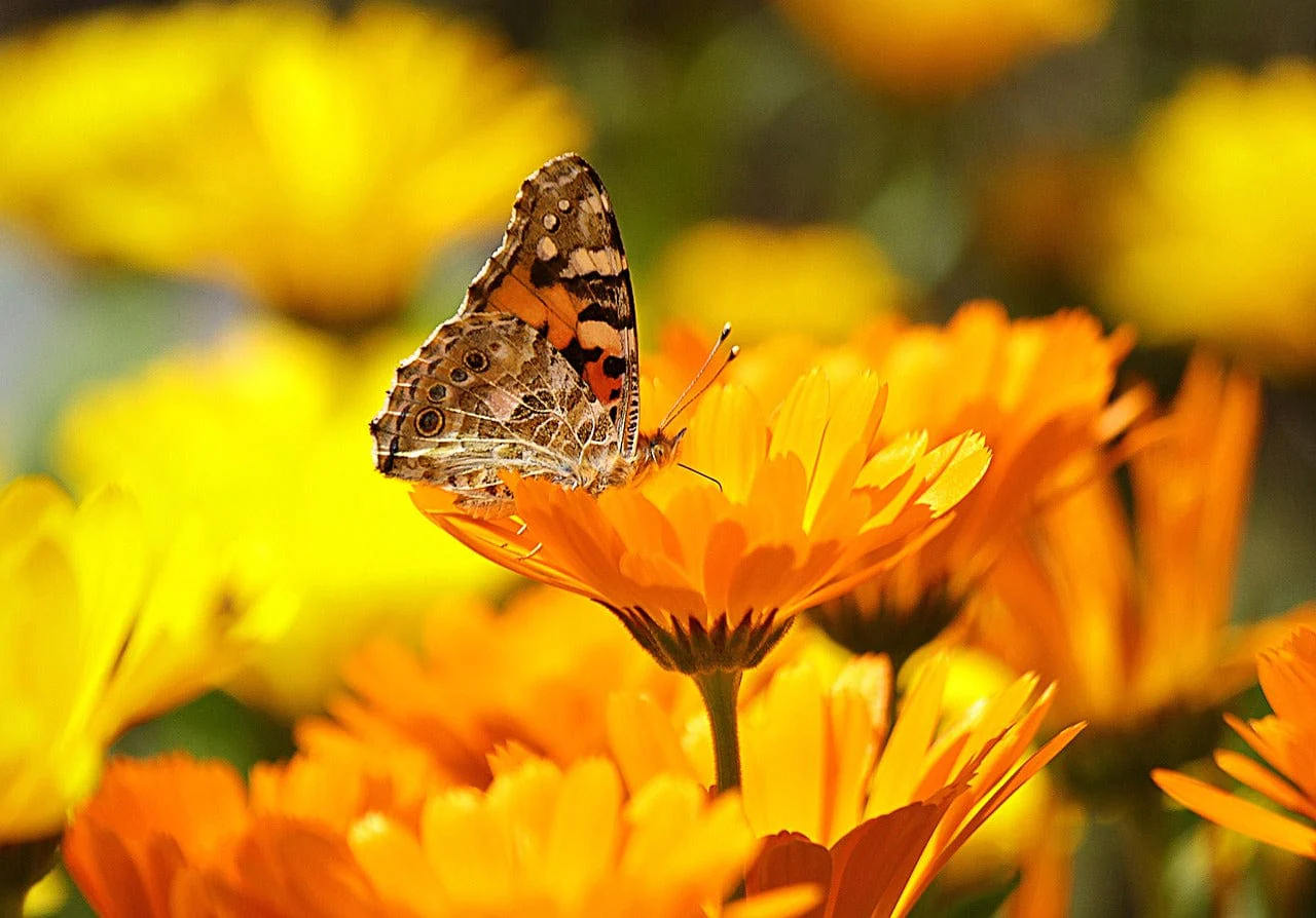 Bee and Butterfly Flower Garden Gift Bag - Image 6
