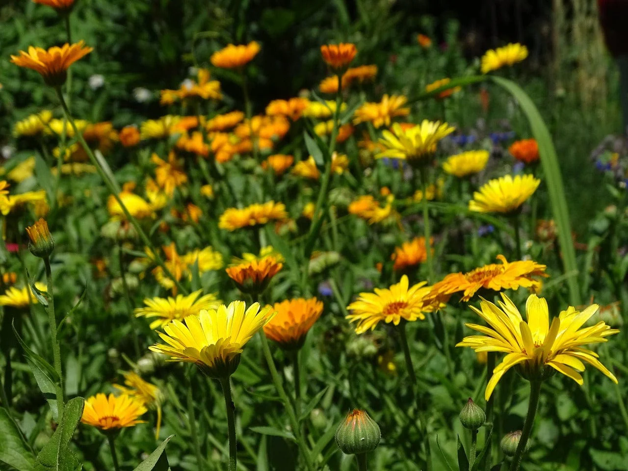 Bee and Butterfly Flower Garden Gift Bag - Image 7