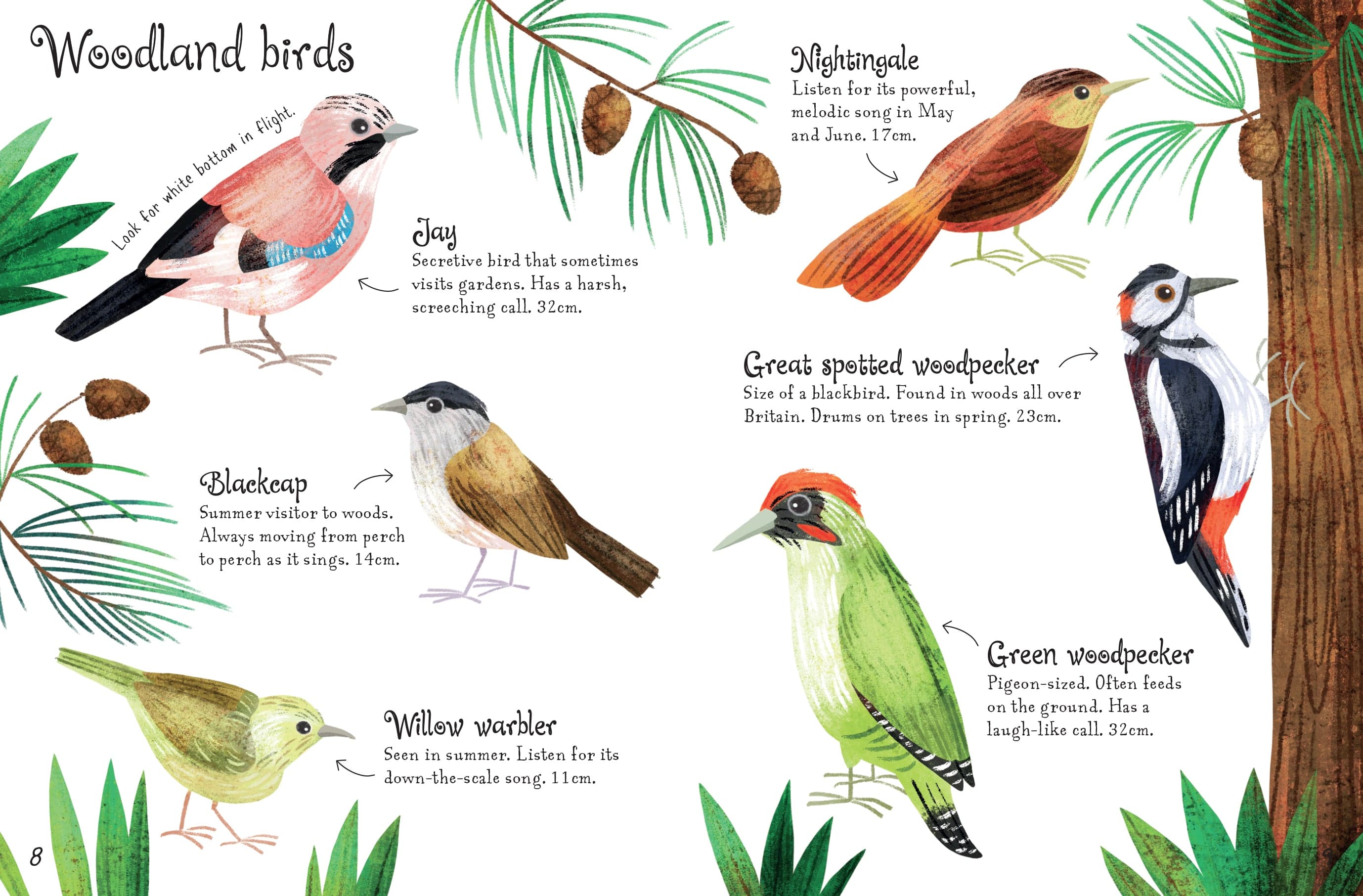 Birds to Spot - Children's Usborne Minis Spotter Guides Nature Book - Image 3