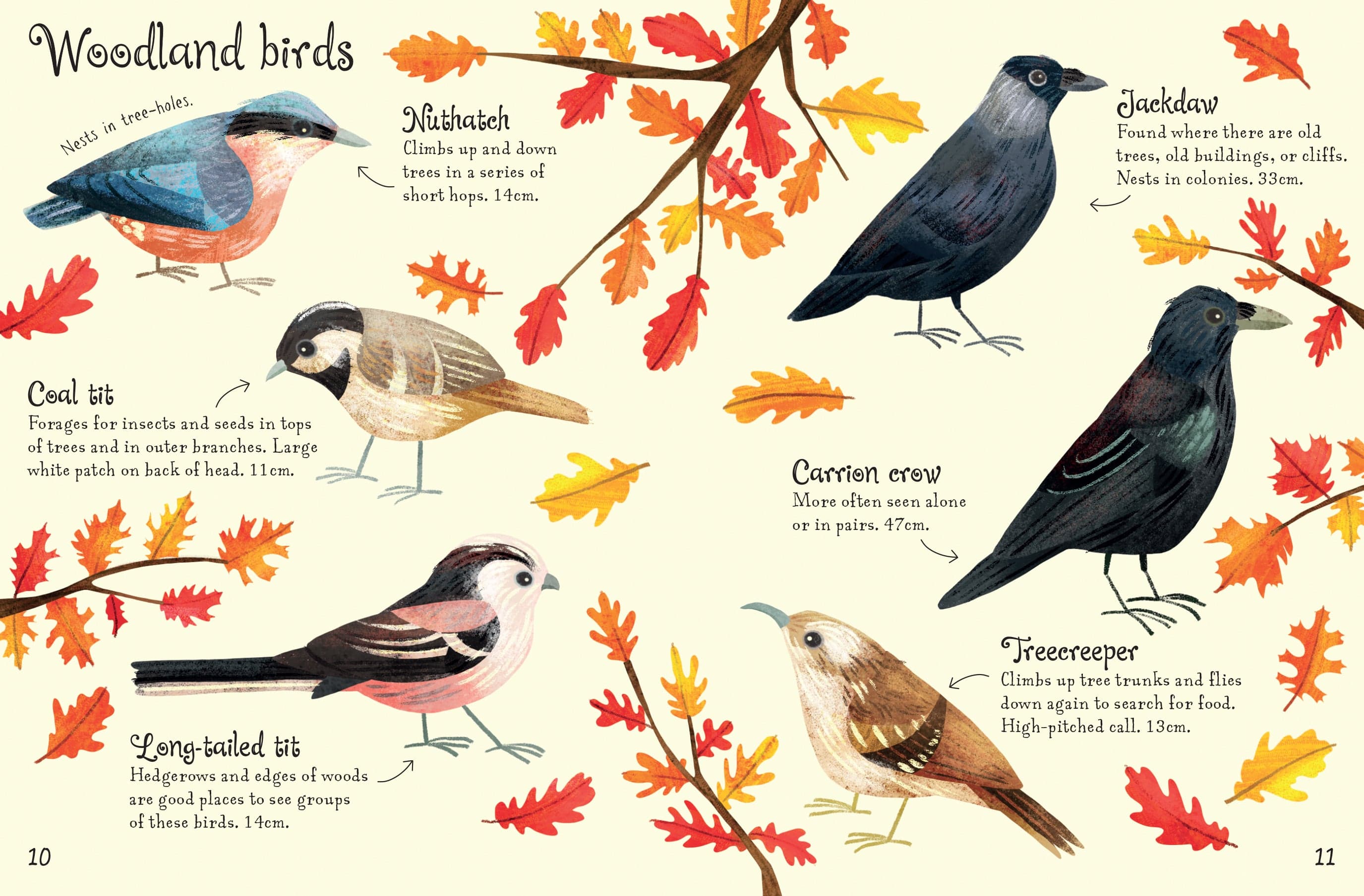 Birds to Spot - Children's Usborne Minis Spotter Guides Nature Book - Image 4