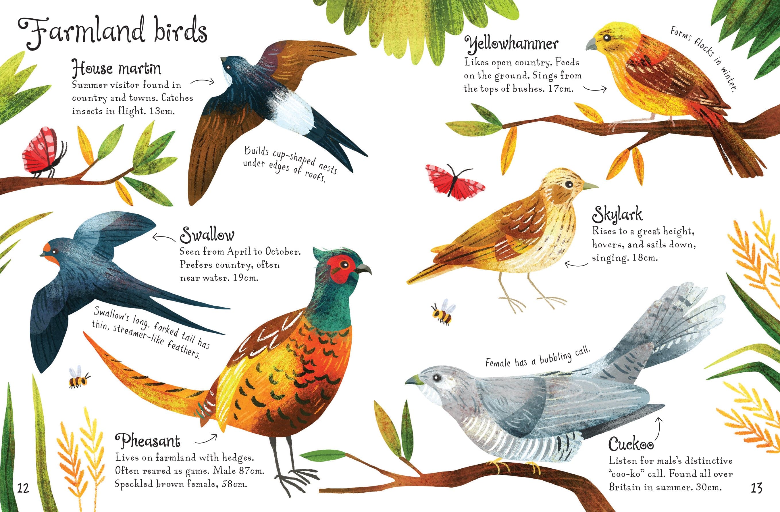 Birds to Spot - Children's Usborne Minis Spotter Guides Nature Book - Image 5