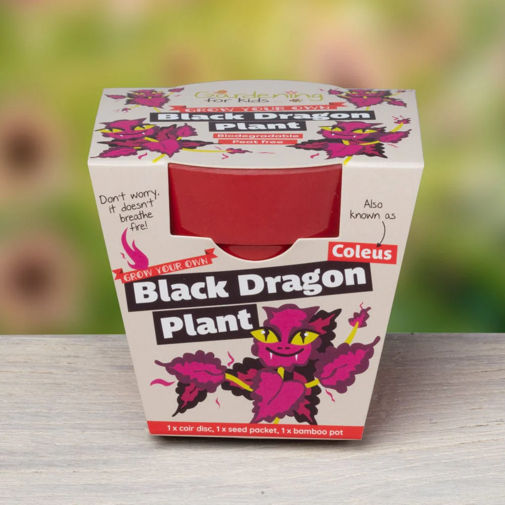 Black Dragon Plant Growing Kit with Pot - Image 3