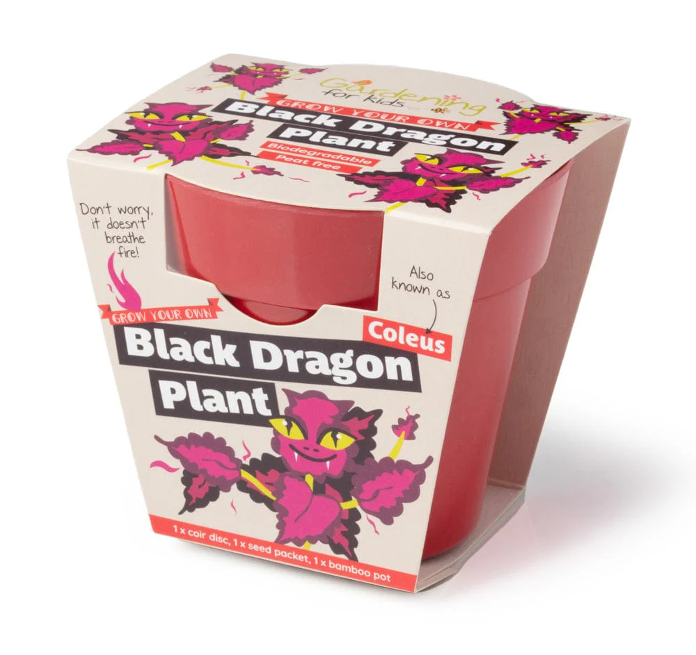 Black Dragon Plant Growing Kit with Pot - Image 4