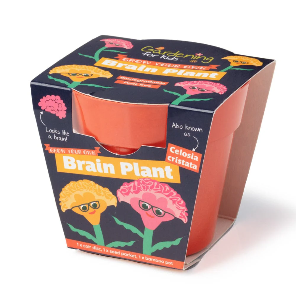 Brain Plant (Celosia) Growing Kit with Pot - Image 3
