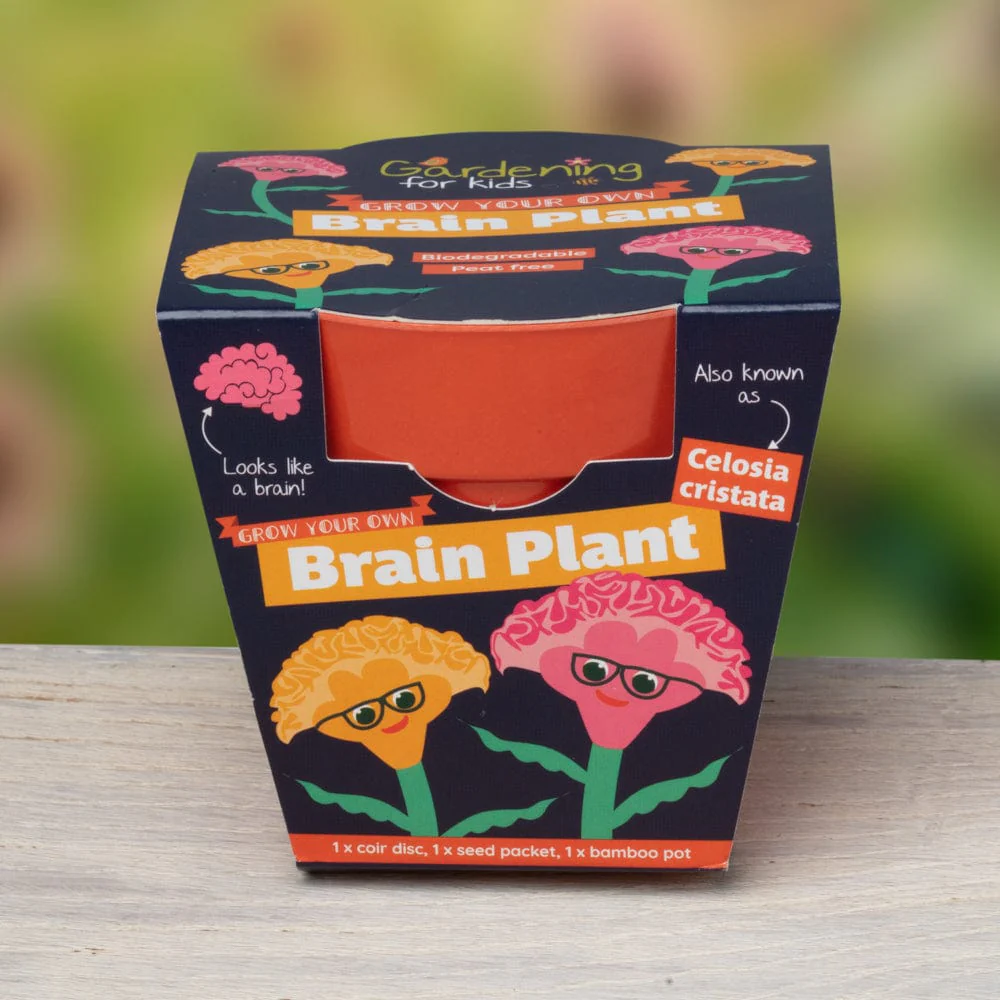 Brain Plant (Celosia) Growing Kit with Pot - Image 4