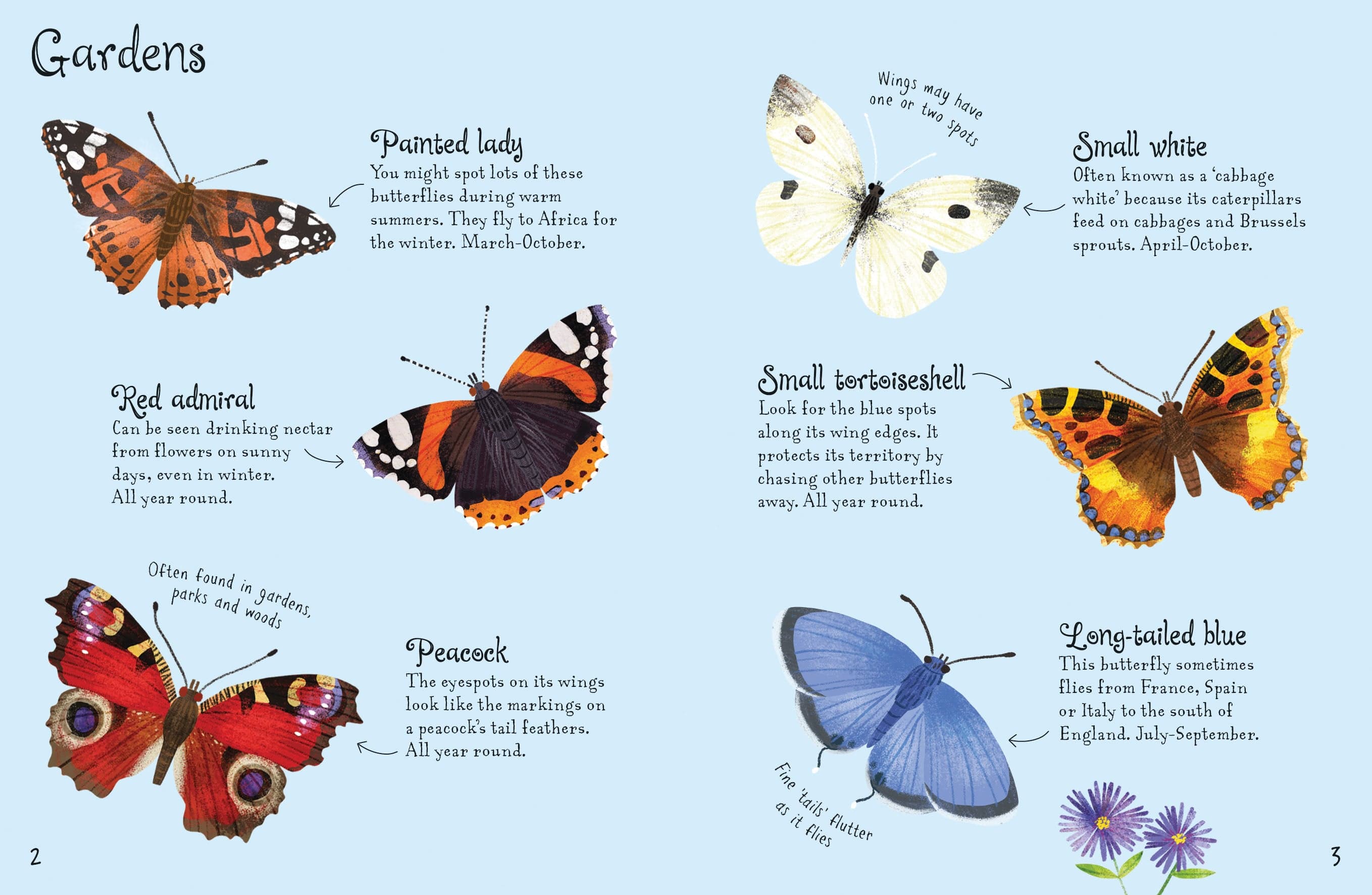 Butterflies to Spot - Usborne Mini Spotter Guide Children's Nature Book - Image 3