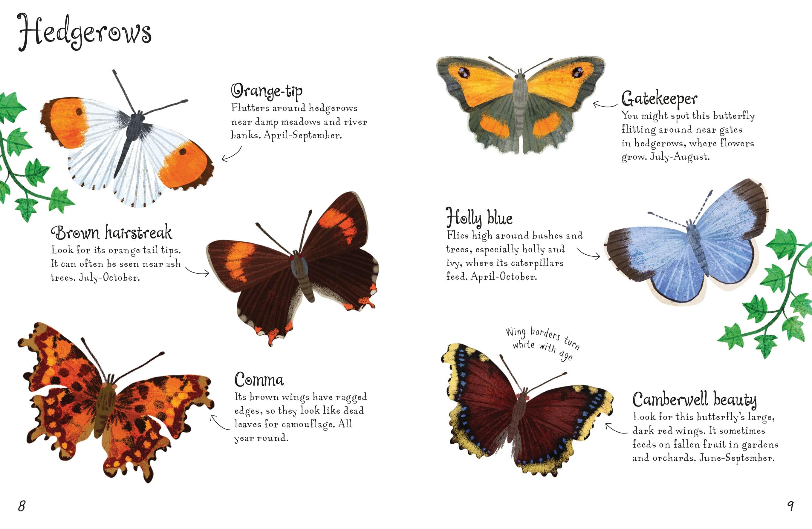 Butterflies to Spot - Usborne Mini Spotter Guide Children's Nature Book - Image 4