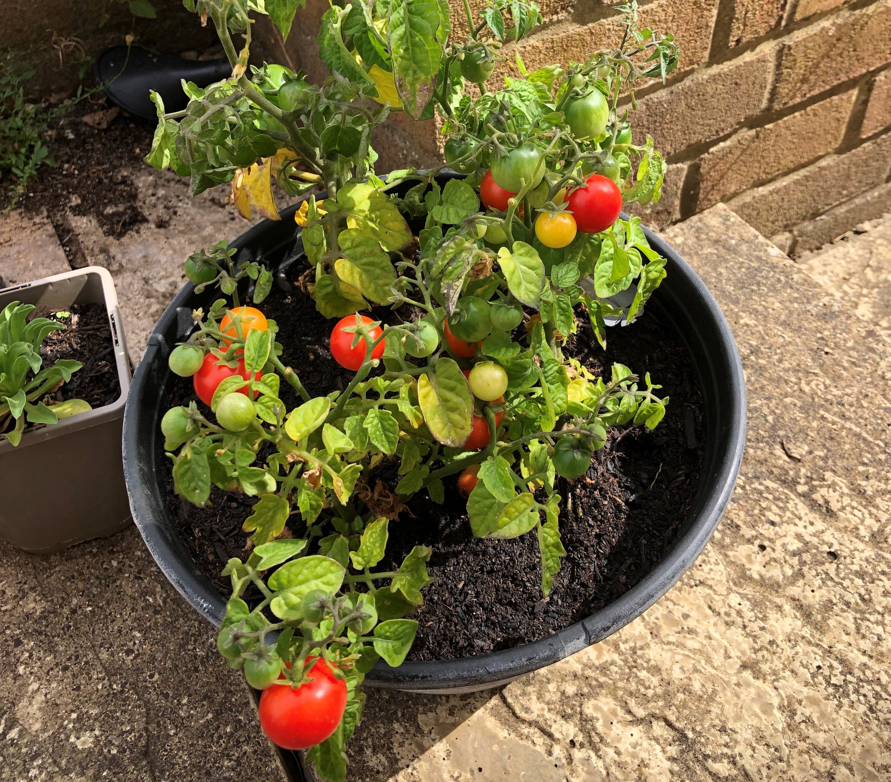 Cherry Tomato Growing Kit with Pot - Image 3