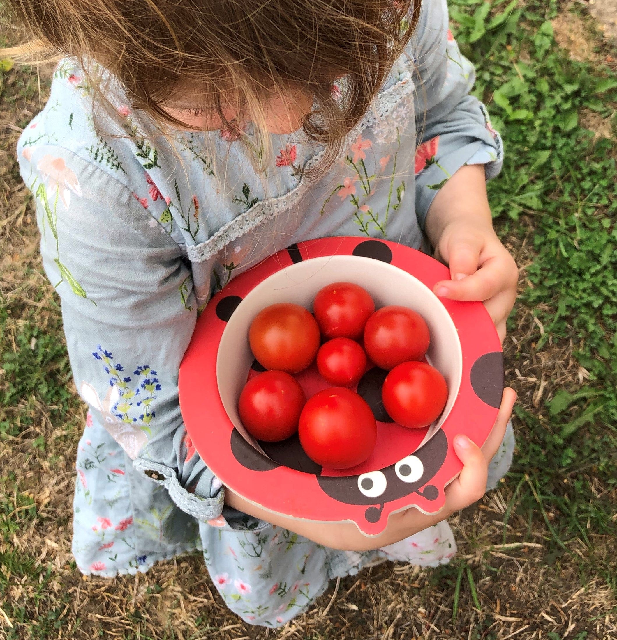 Cherry Tomato Growing Kit with Pot - Image 6