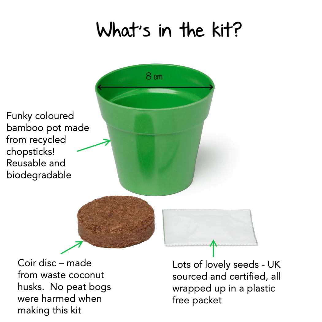 Children's Grow Your Own Courgettes Growing Kit with Pot - Image 4