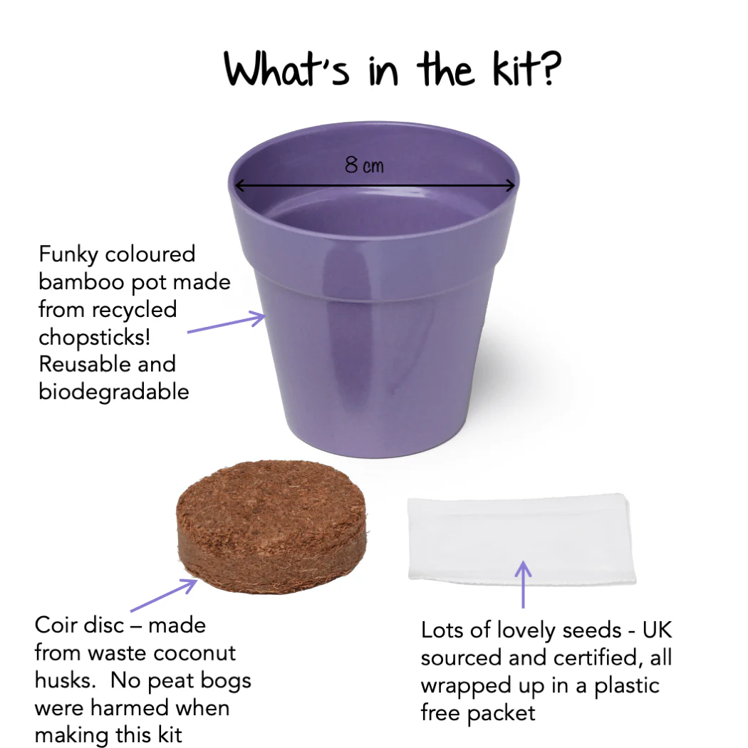 Little Nature Explorers Children's Grow Your Own Cornflowers Growing Kit - Image 4