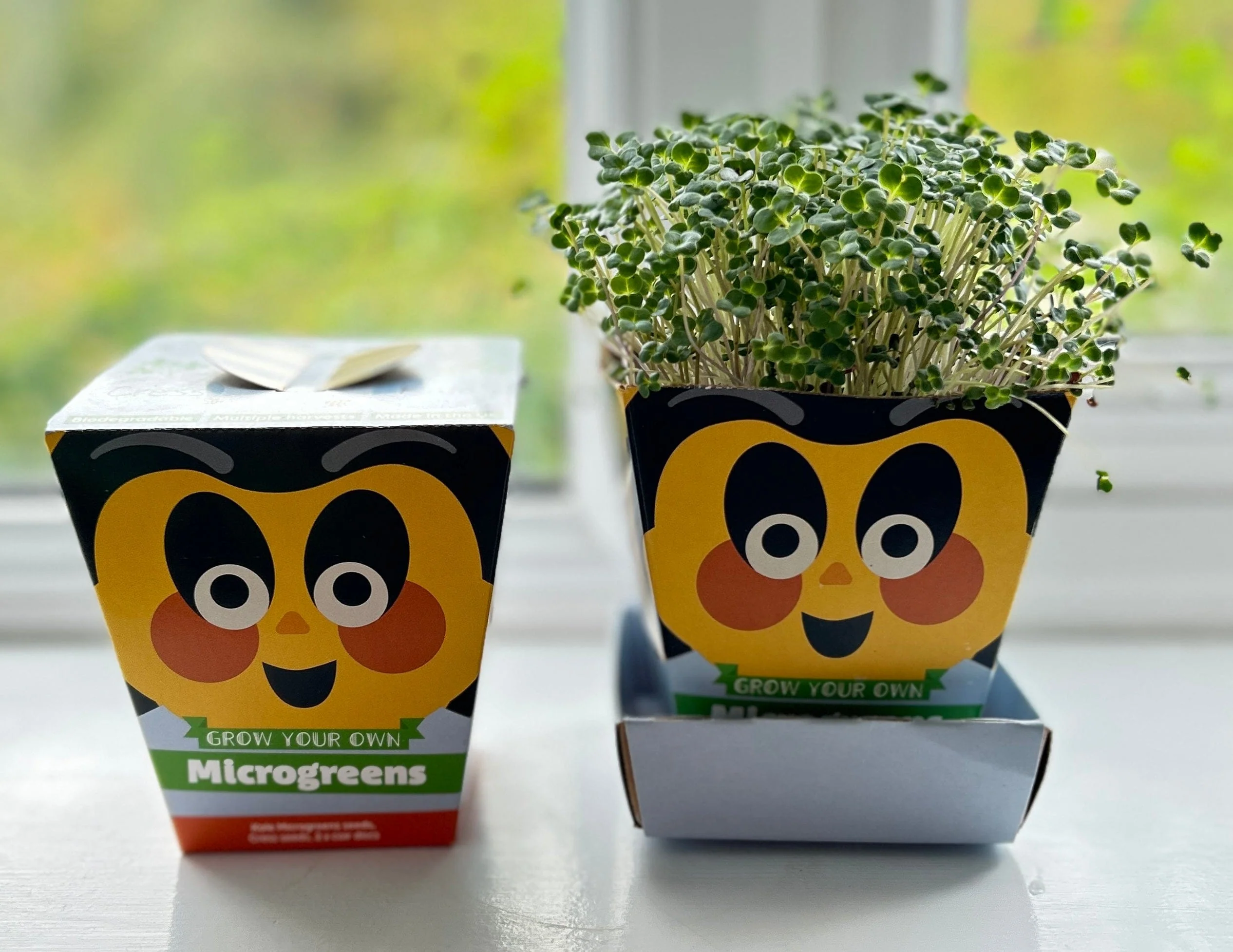 Children's Microgreens & Cress Head Growing Kit - Kale - Image 6