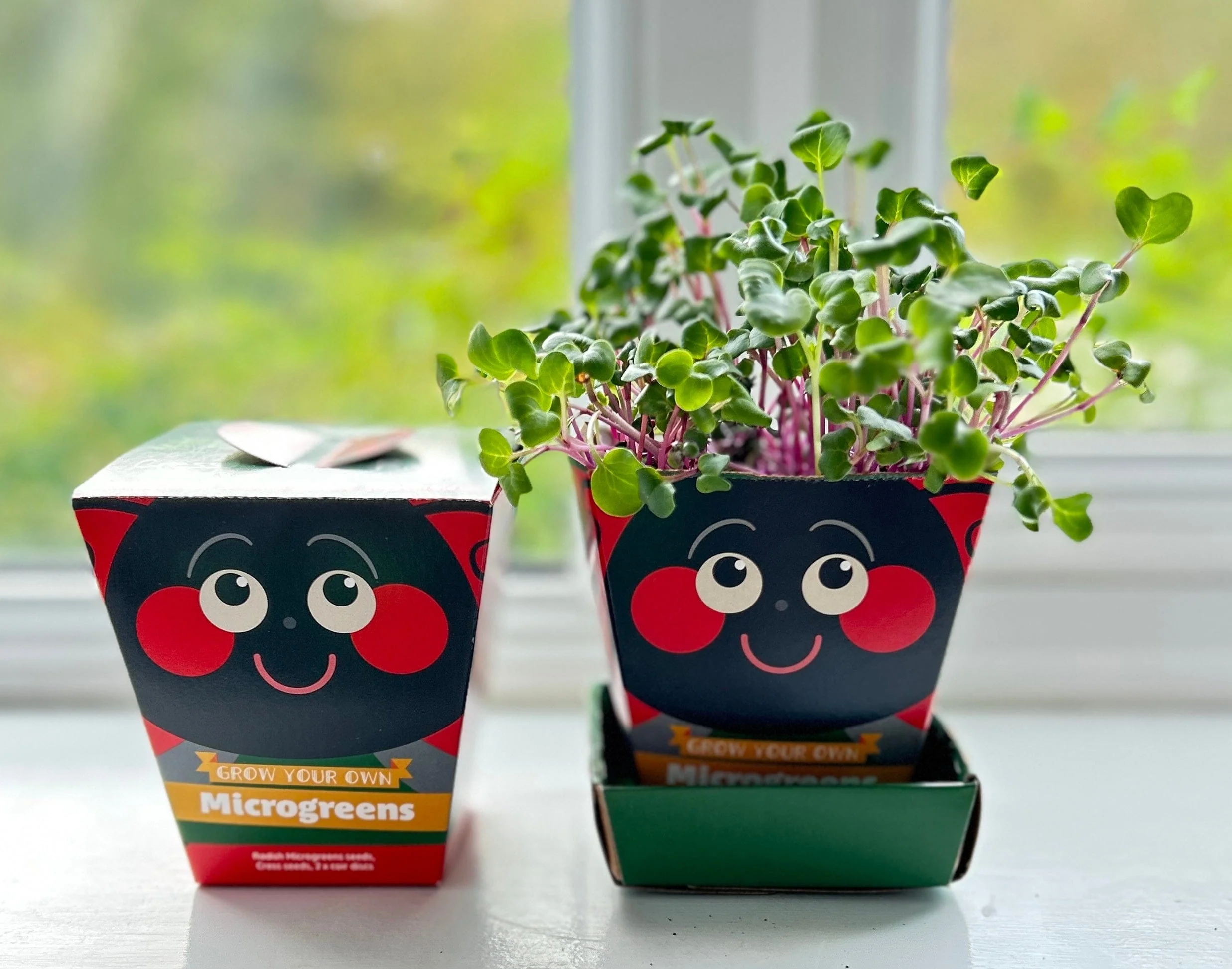 Children's Microgreens & Cress Head Growing Kit - Radish - Image 3