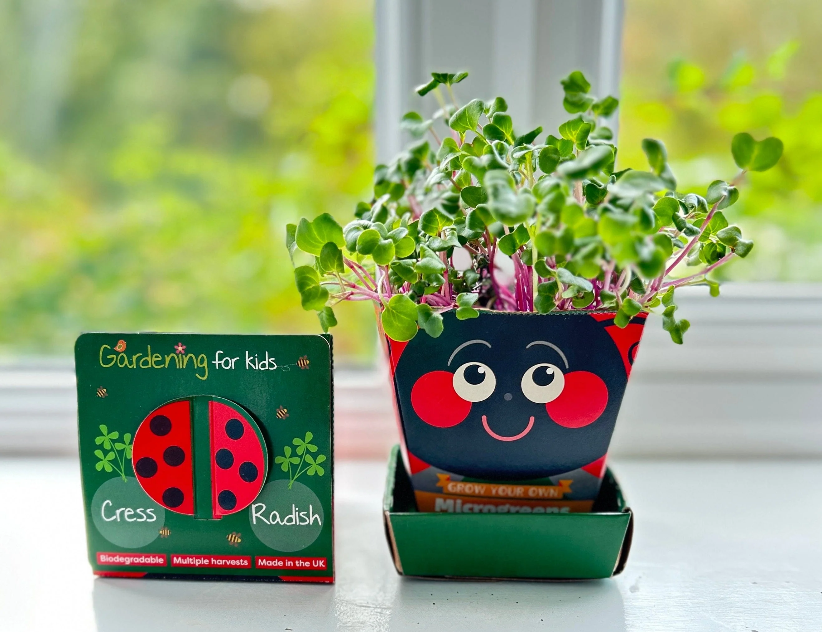 Children's Microgreens & Cress Head Growing Kit - Radish - Image 4