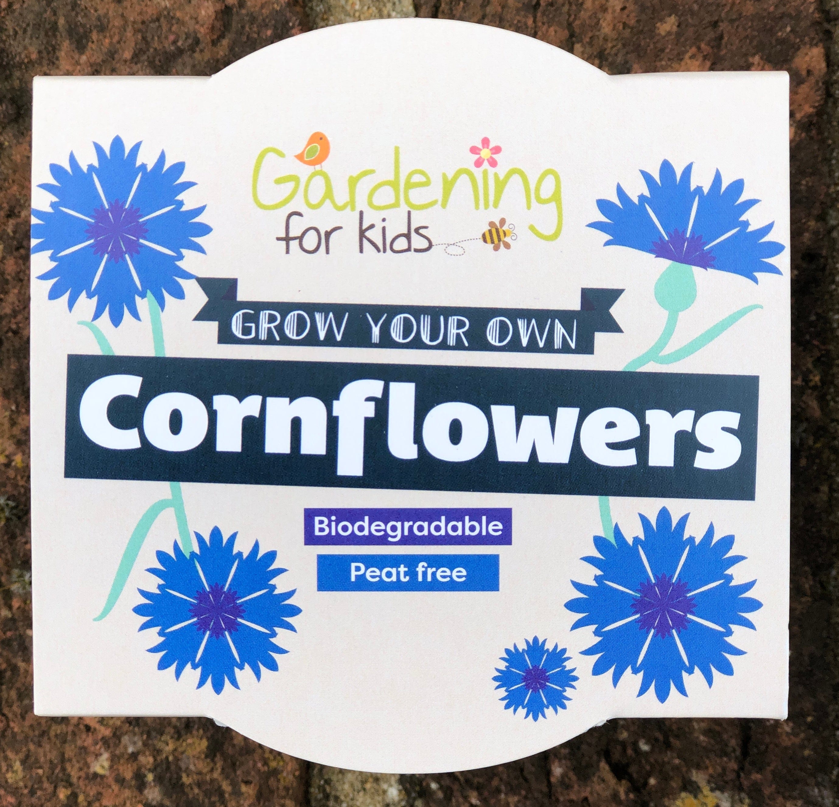 Cornflower Wildflower Growing Kit with Pot - Image 4