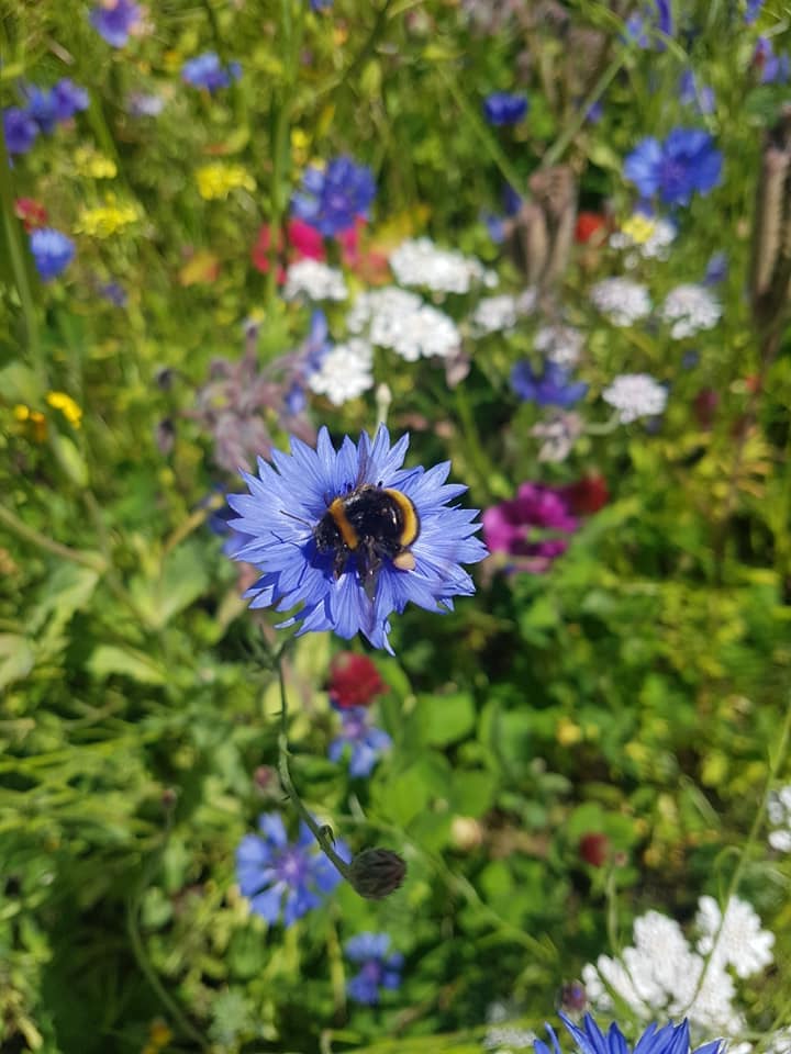 Cornflower Wildflower Growing Kit with Pot - Image 6
