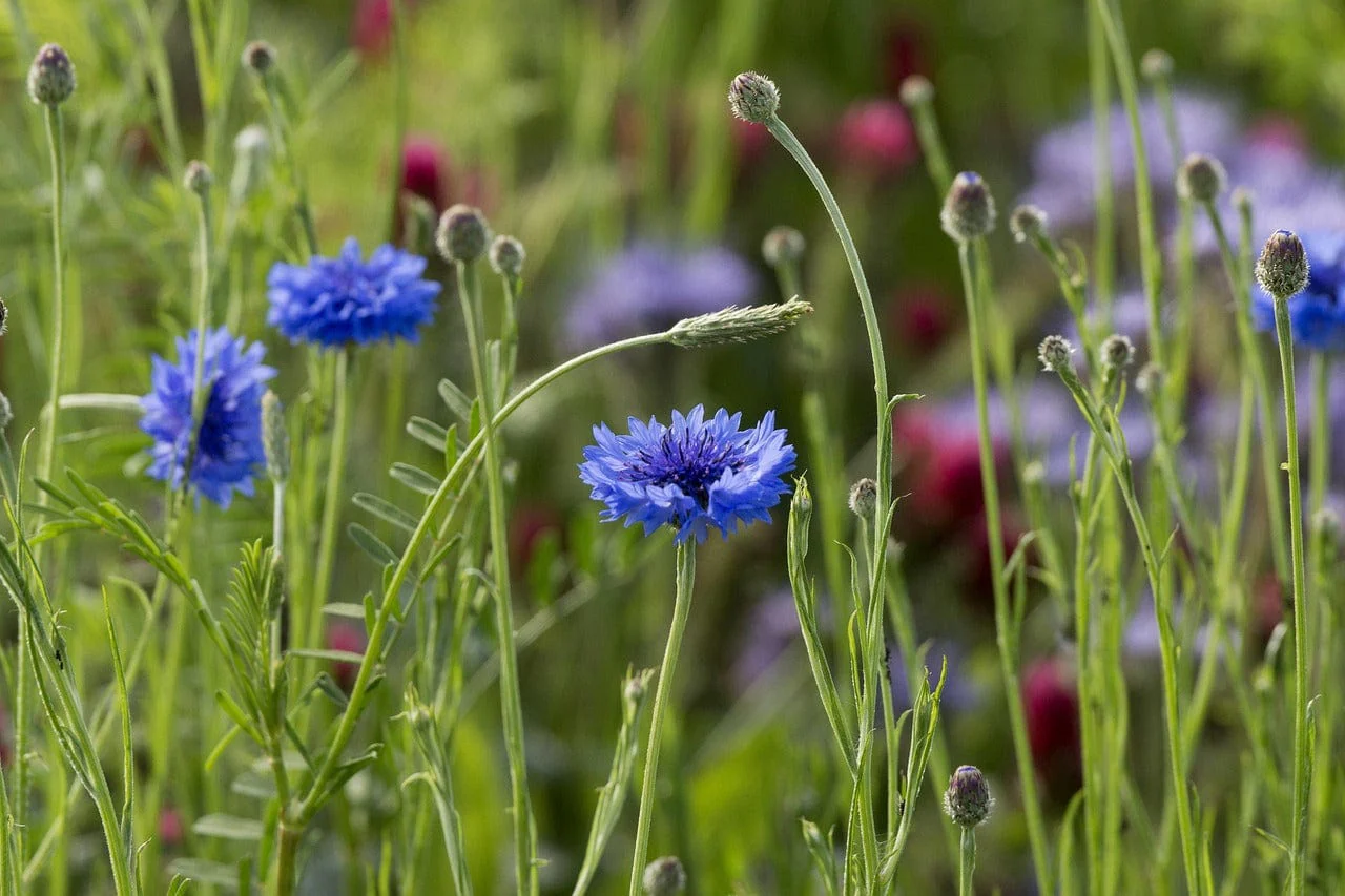 Little Nature Explorers Children's Grow Your Own Cornflowers Growing Kit - Image 7