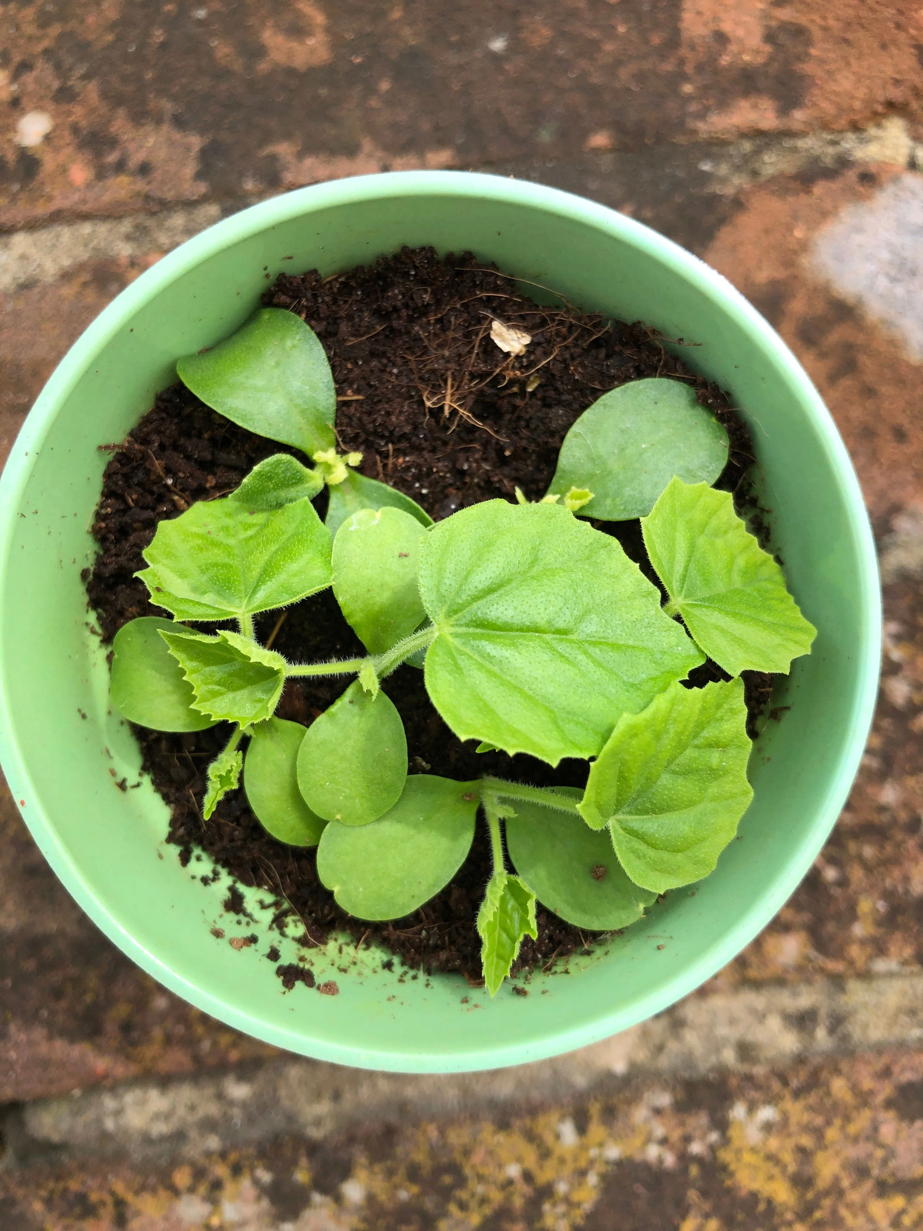 Cucamelon Growing Kit with Pot - Image 5