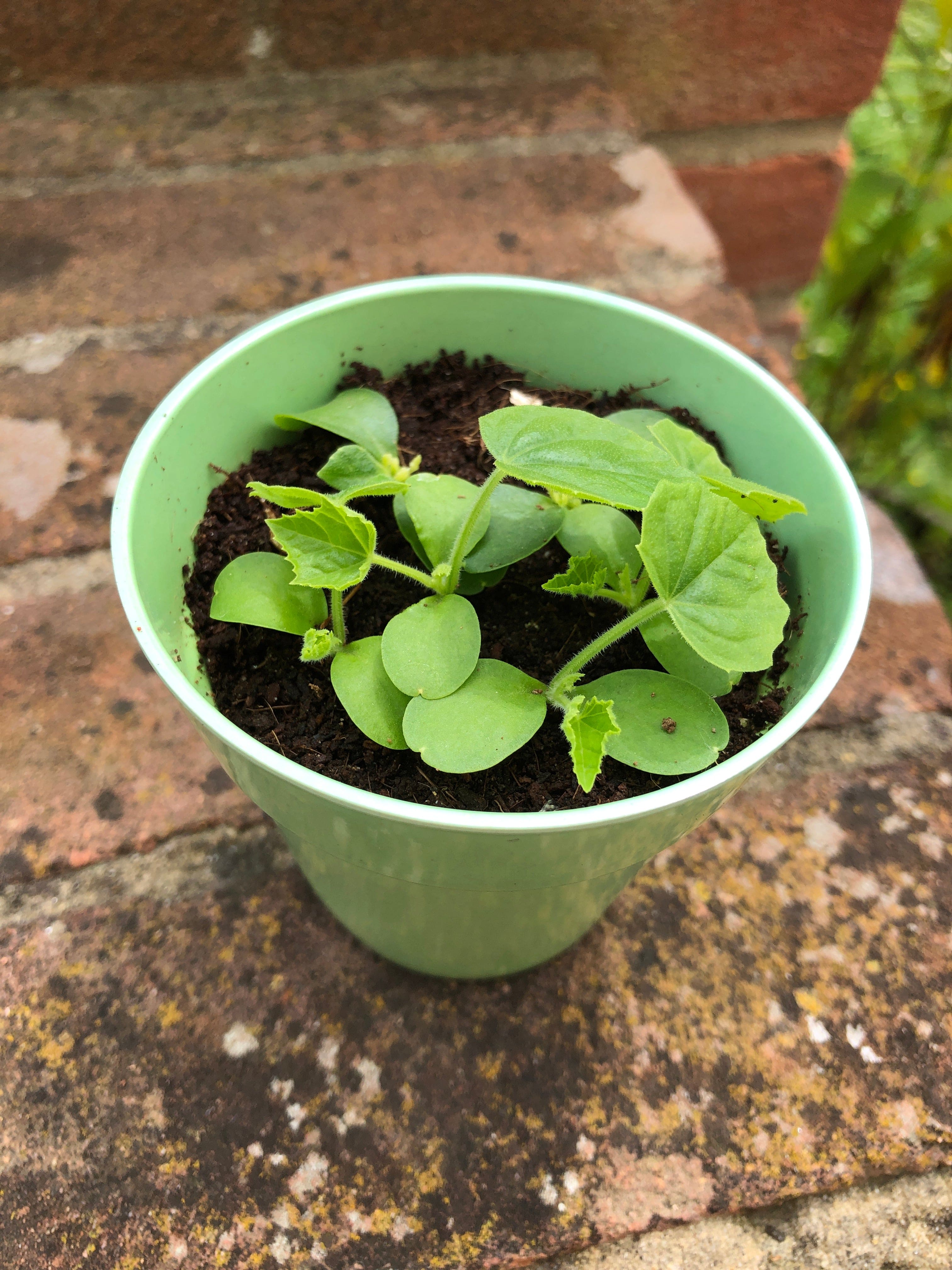 Cucamelon Growing Kit with Pot - Image 6