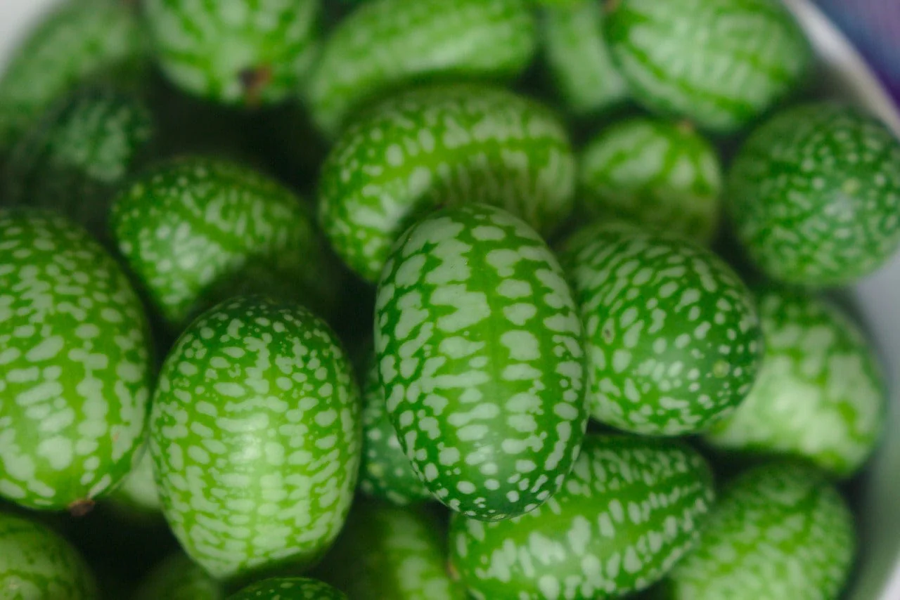 Cucamelon Growing Kit with Pot - Image 7