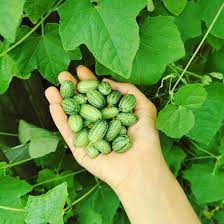 Cucamelon Growing Kit with Pot - Image 8