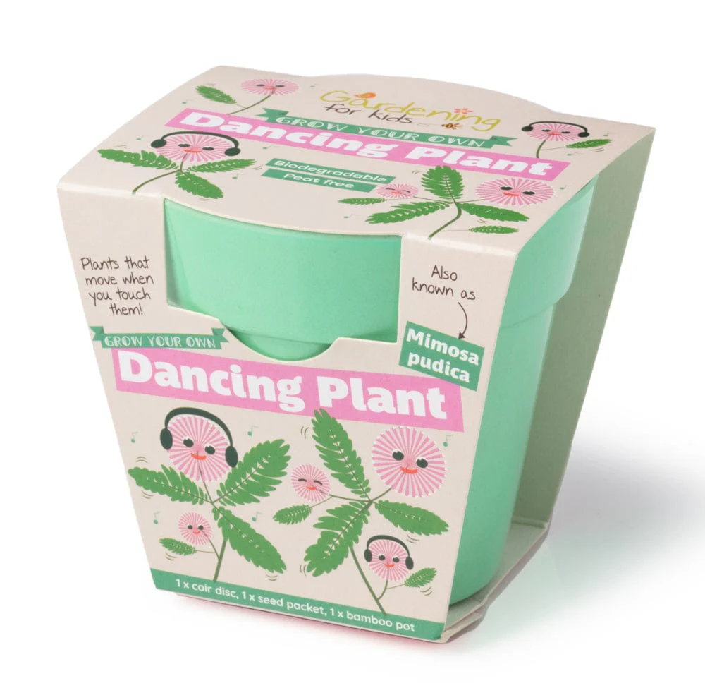 Dancing Plant Growing Kit with Pot - Image 3