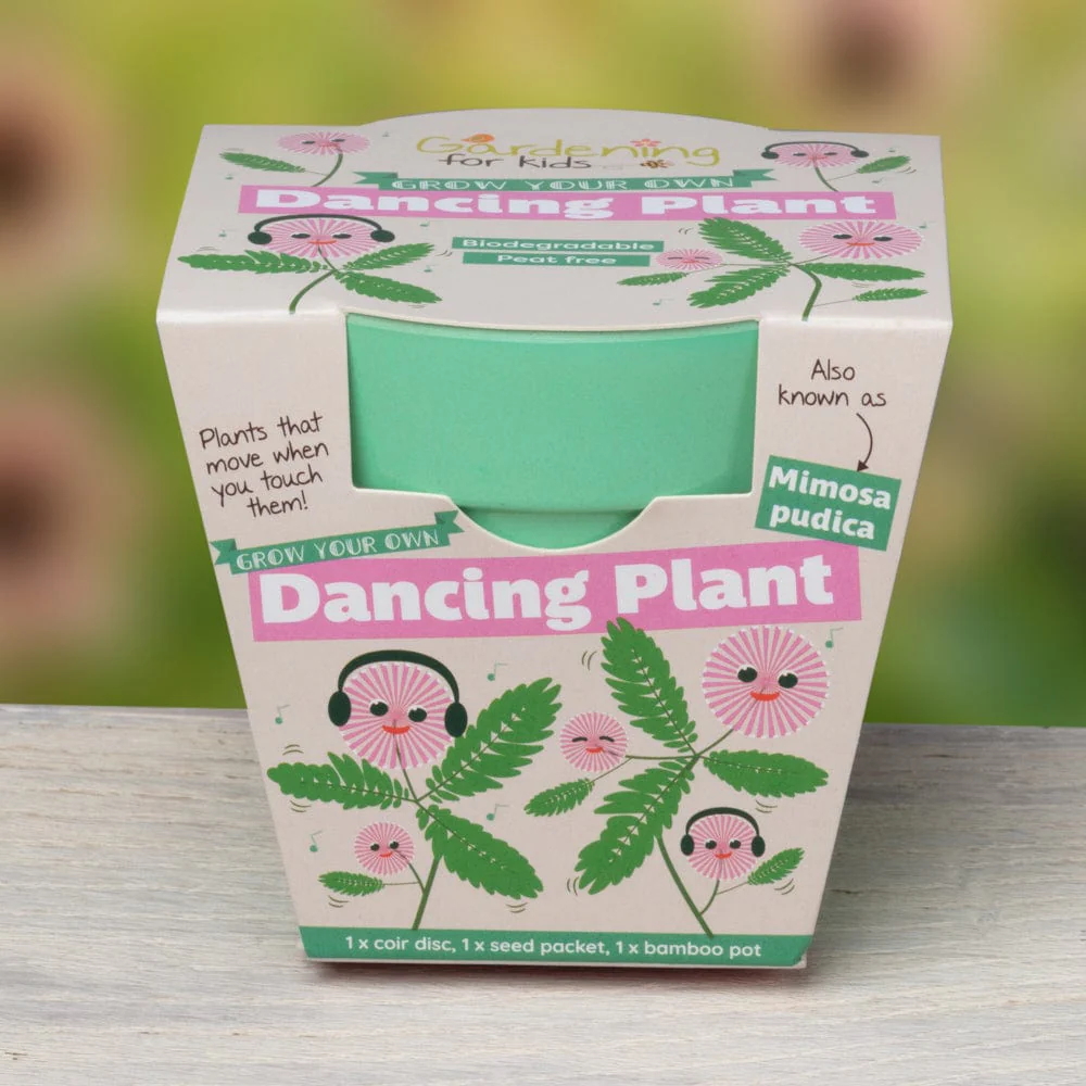 Dancing Plant Growing Kit with Pot - Image 4