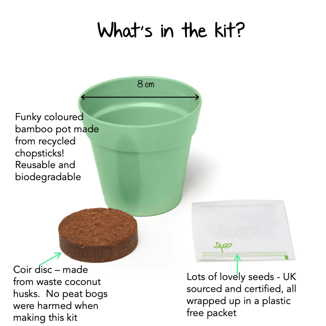 Dancing Plant Growing Kit with Pot - Image 5