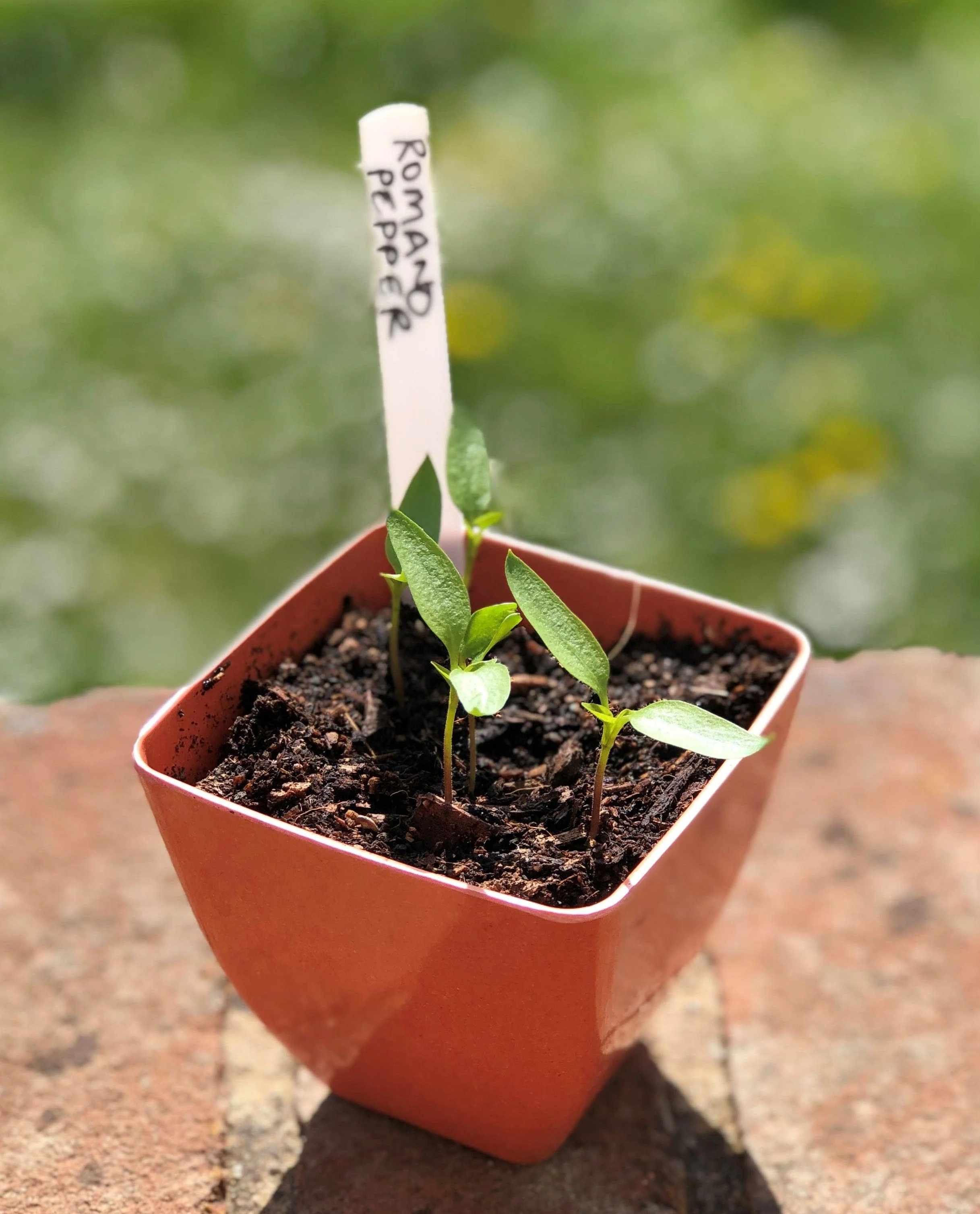 Eco-friendly Bamboo Plant Pots Set - Image 3