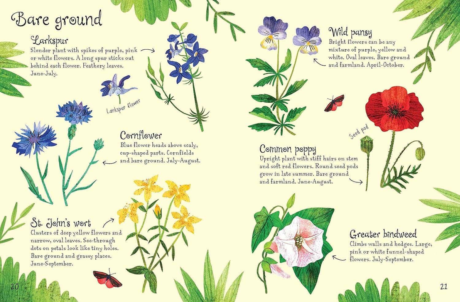 Flowers to Spot - Usborne Mini Children's Nature Book - Image 2