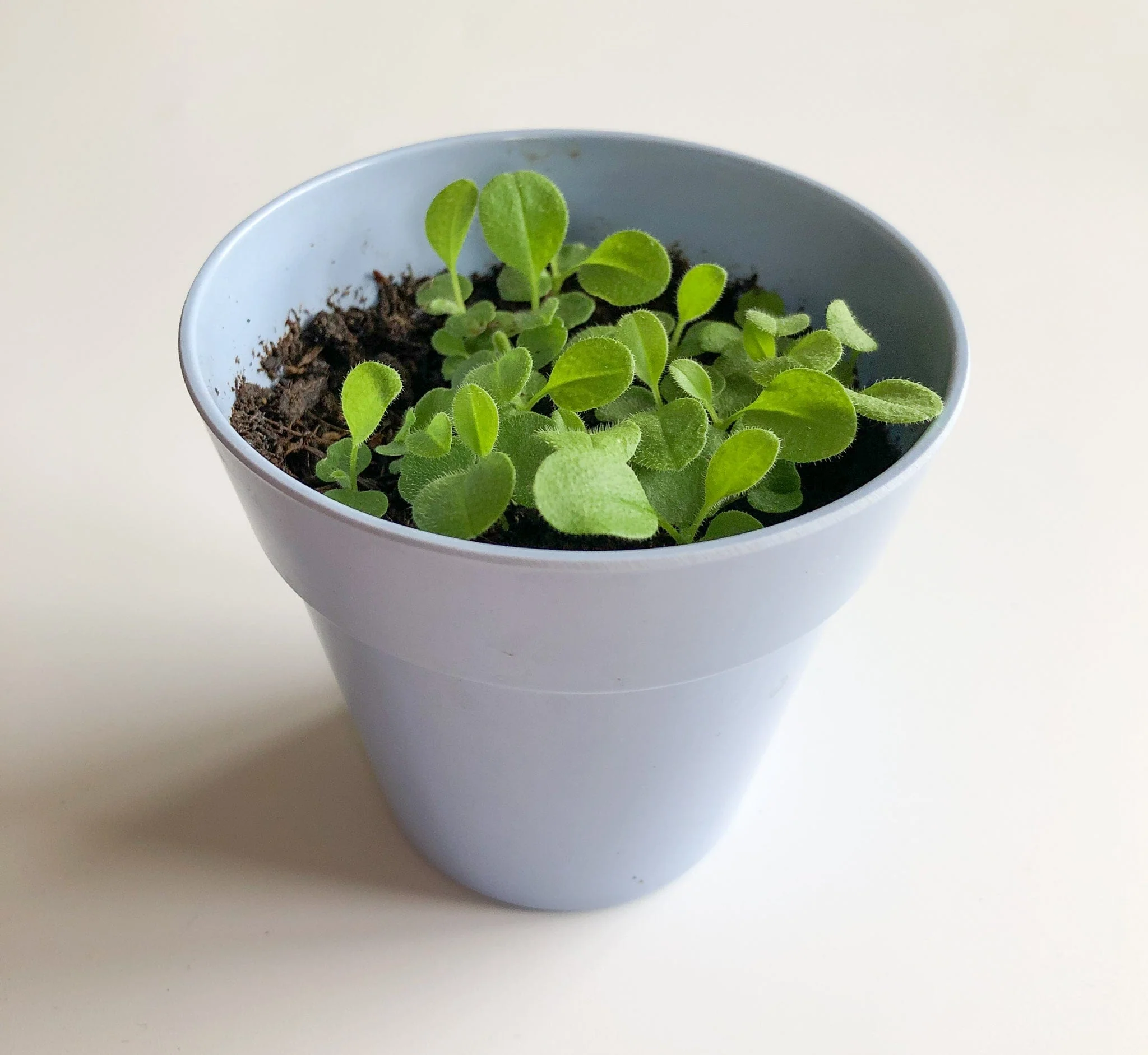 Forget-Me-Not Growing Kit with Pot - Image 7
