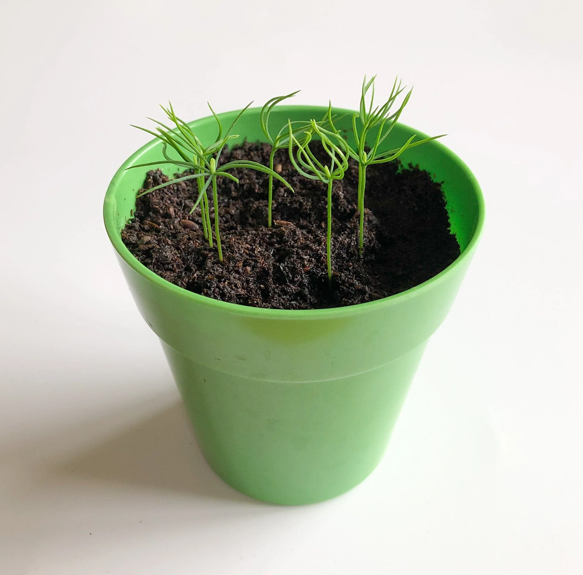 Christmas Tree Growing Kit with Pot - Image 9