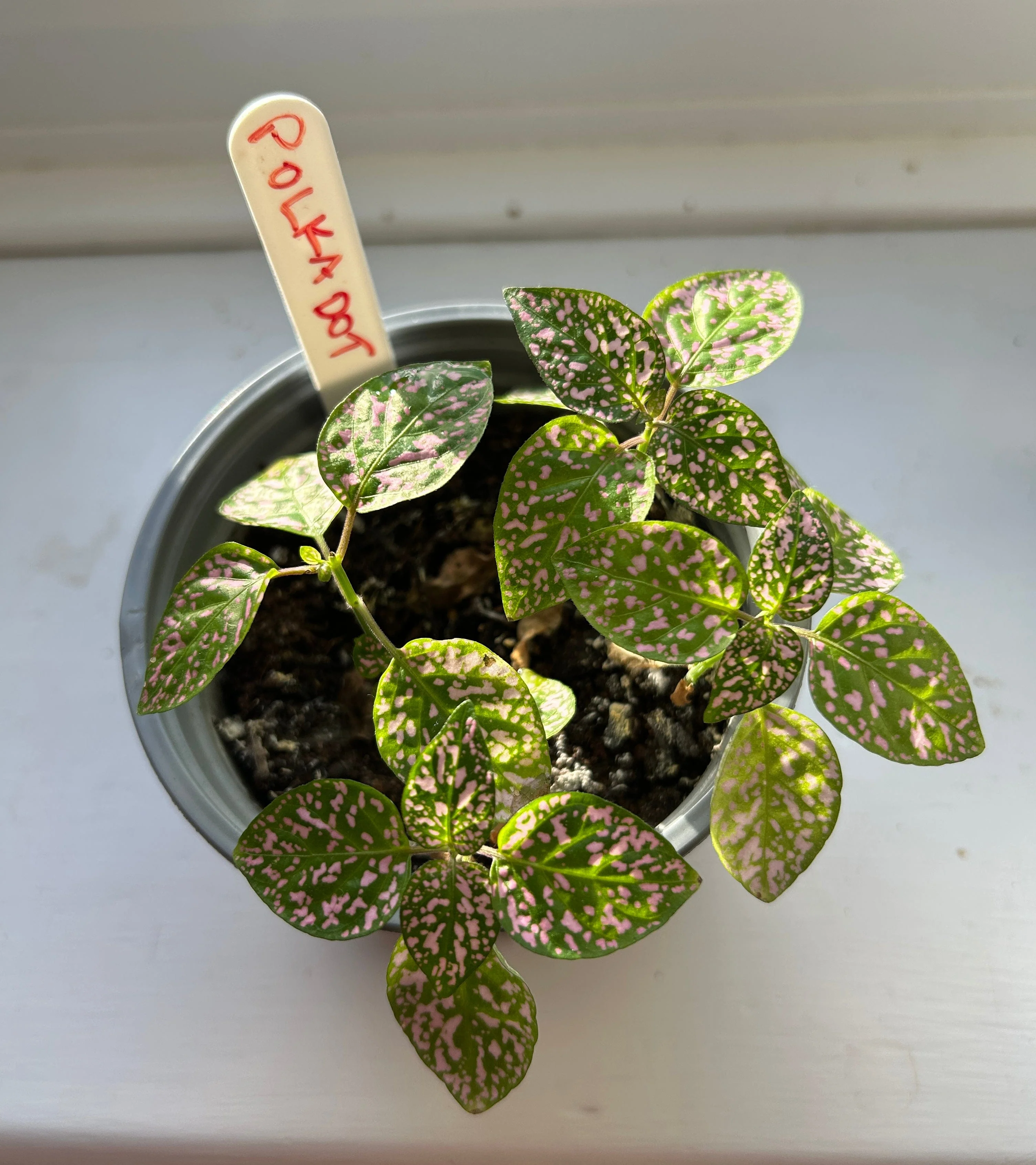 Grow Your Own Polka Dot Plant Complete Growing Kit with Pot - Image 5