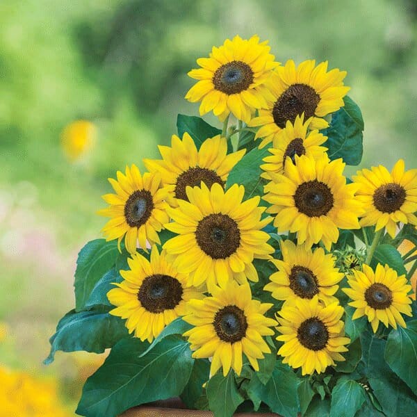 Grow Your Own Space Garden Gift Bag - Image 4
