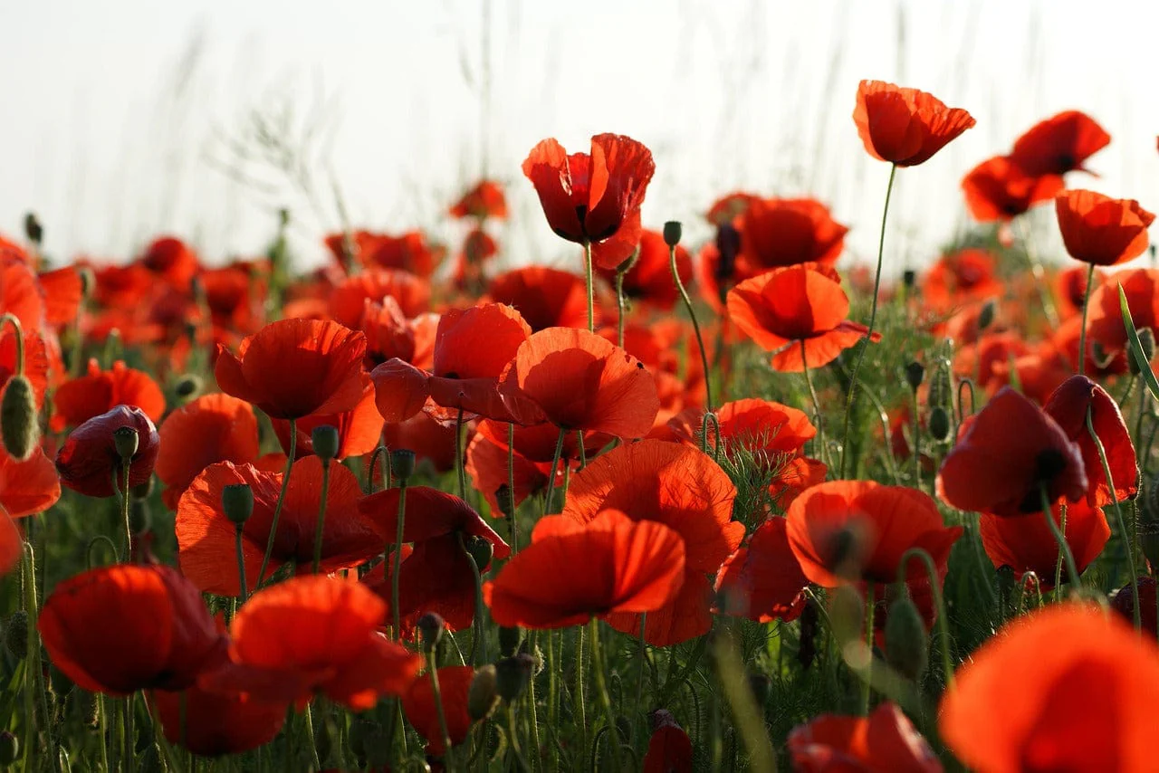 Little Nature Explorers Children's Grow Your Own Poppies Kit - Image 7