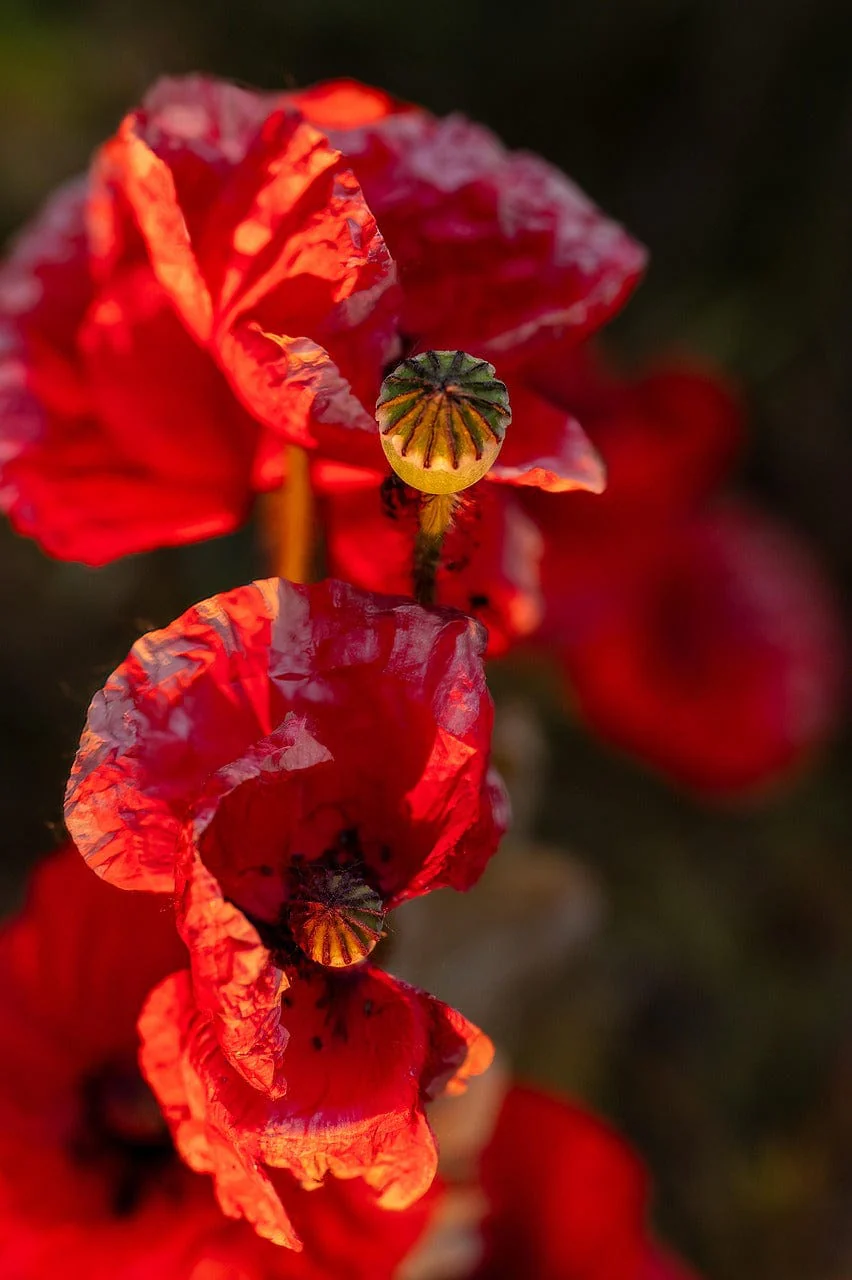 Little Nature Explorers Children's Grow Your Own Poppies Kit - Image 8