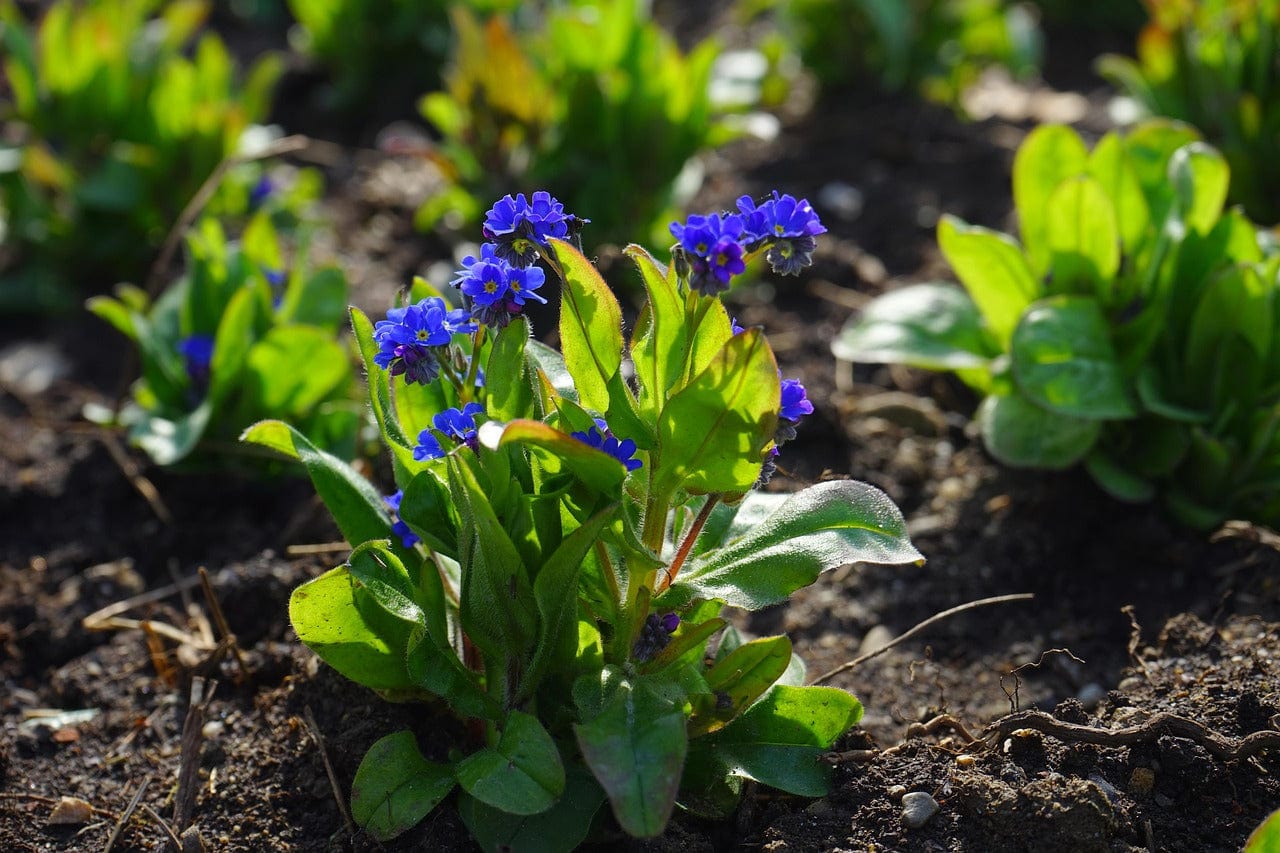 Little Nature Explorers Grow Your Own Forget Me Nots Growing Kit - Image 8