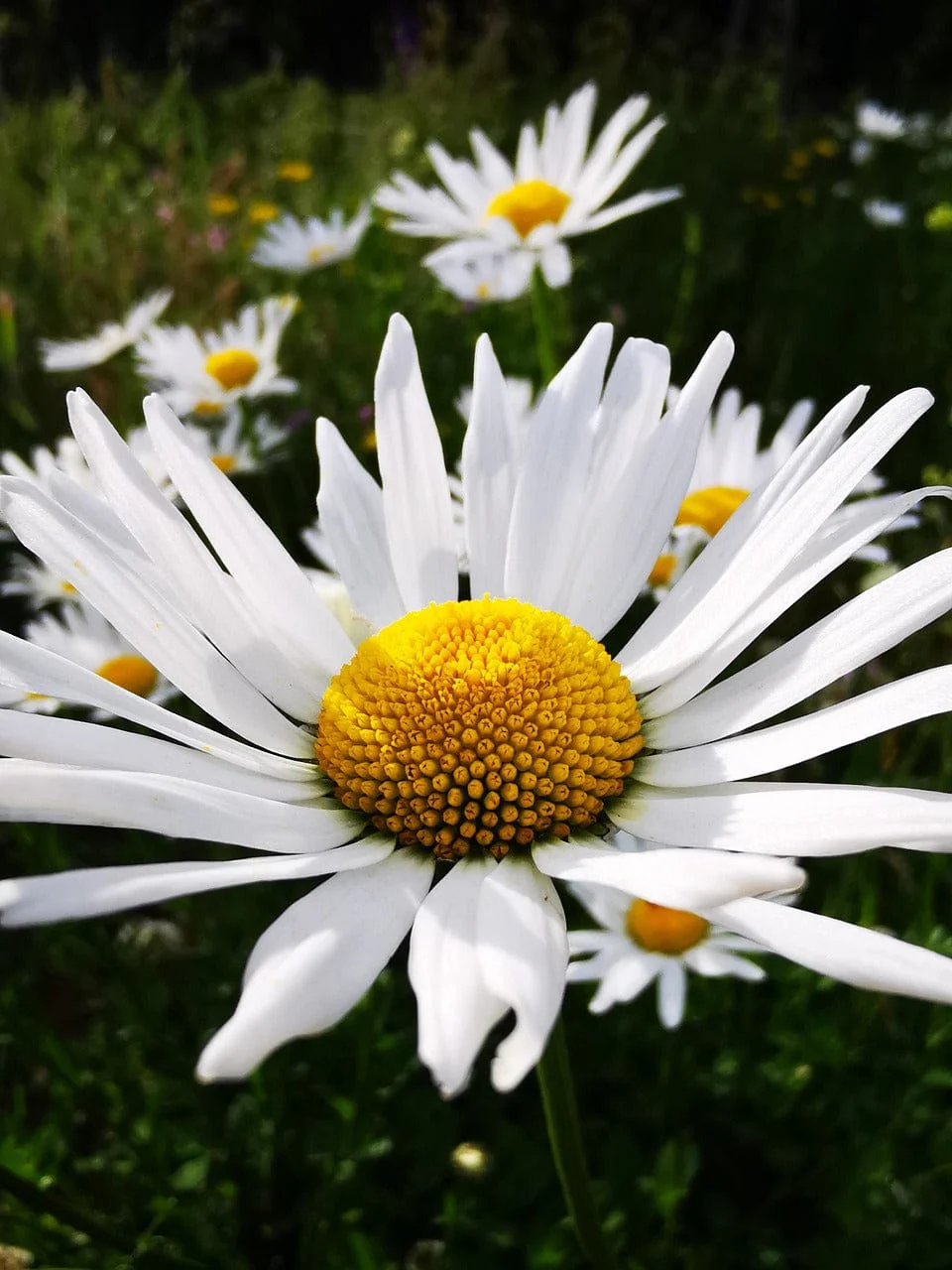 Little Nature Explorers Grow Your Own Oxeye Daisies Growing Kit - Image 7