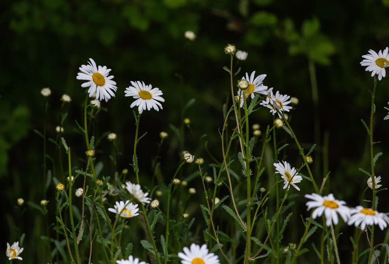 Little Nature Explorers Grow Your Own Oxeye Daisies Growing Kit - Image 8