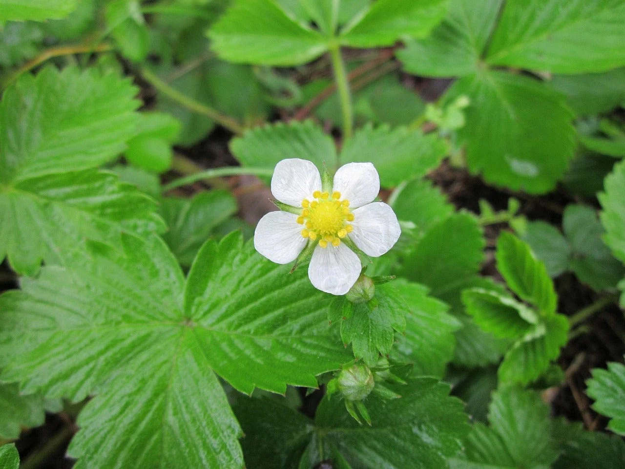Little Nature Explorers Grow Your Own Wild Strawberries Growing Kit - Image 7