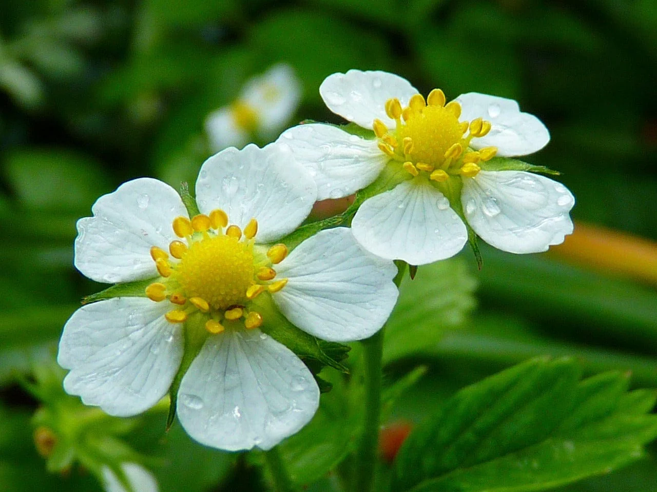 Little Nature Explorers Grow Your Own Wild Strawberries Growing Kit - Image 8