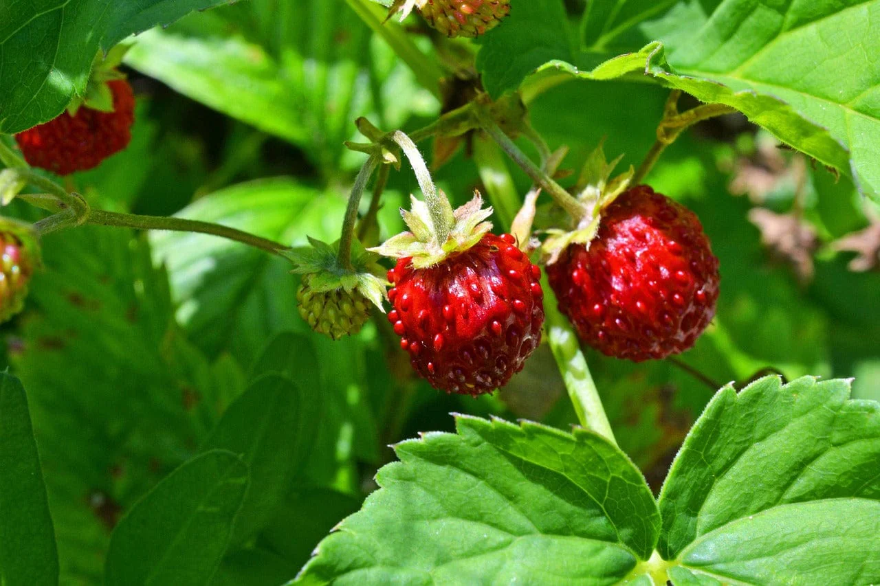 Little Nature Explorers Grow Your Own Wild Strawberries Growing Kit - Image 9