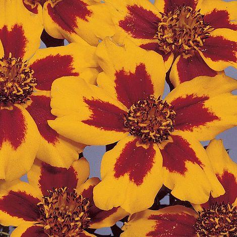 Marigold Seeds - Image 3