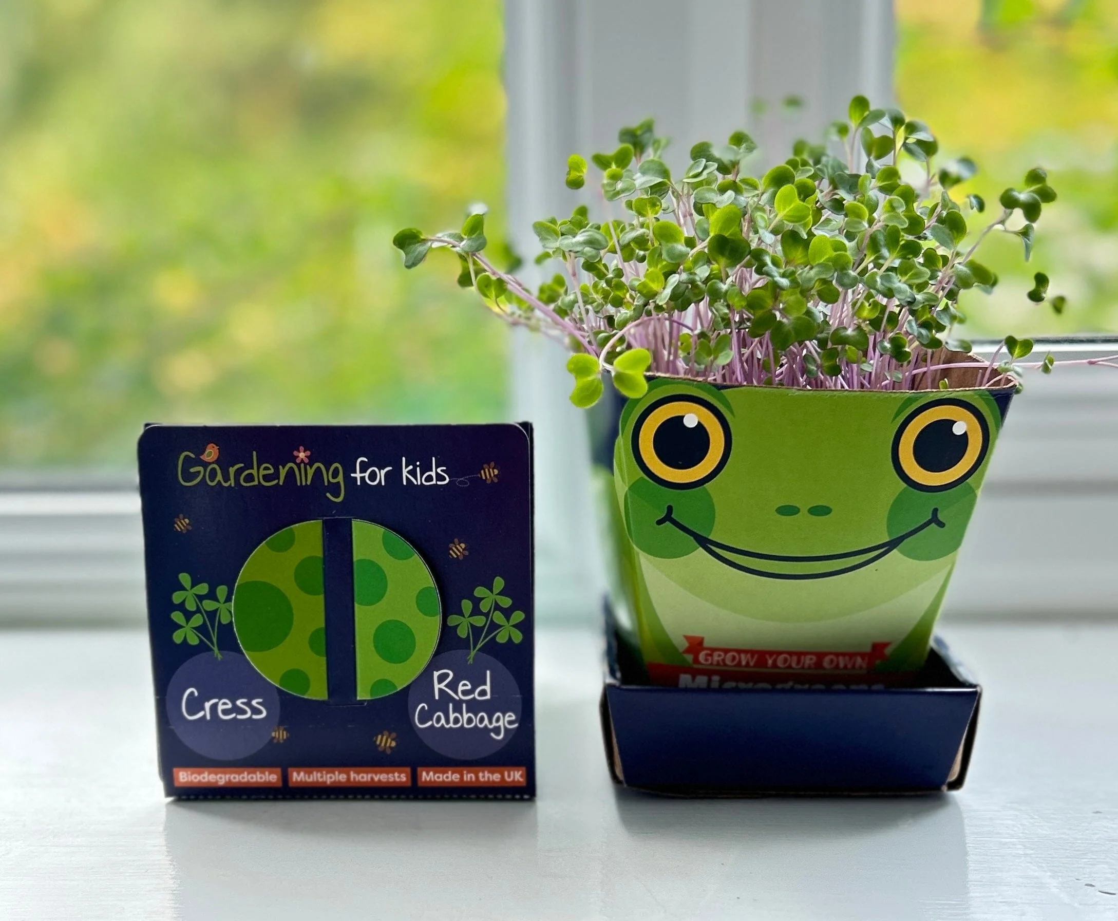 Children's Microgreens & Cress Head Growing Kit - Red Cabbage - Image 3