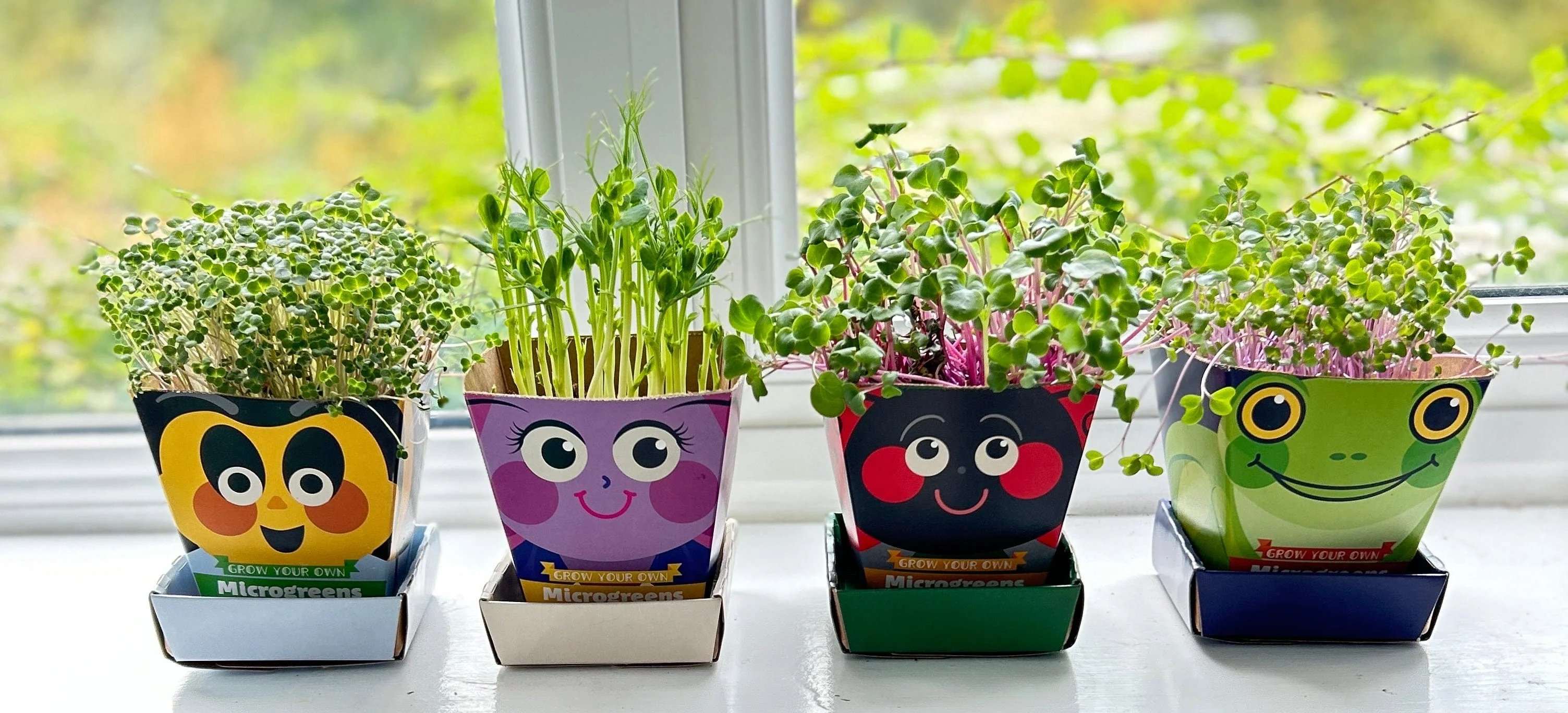 Children's Microgreens & Cress Head Growing Kit - Red Cabbage - Image 6