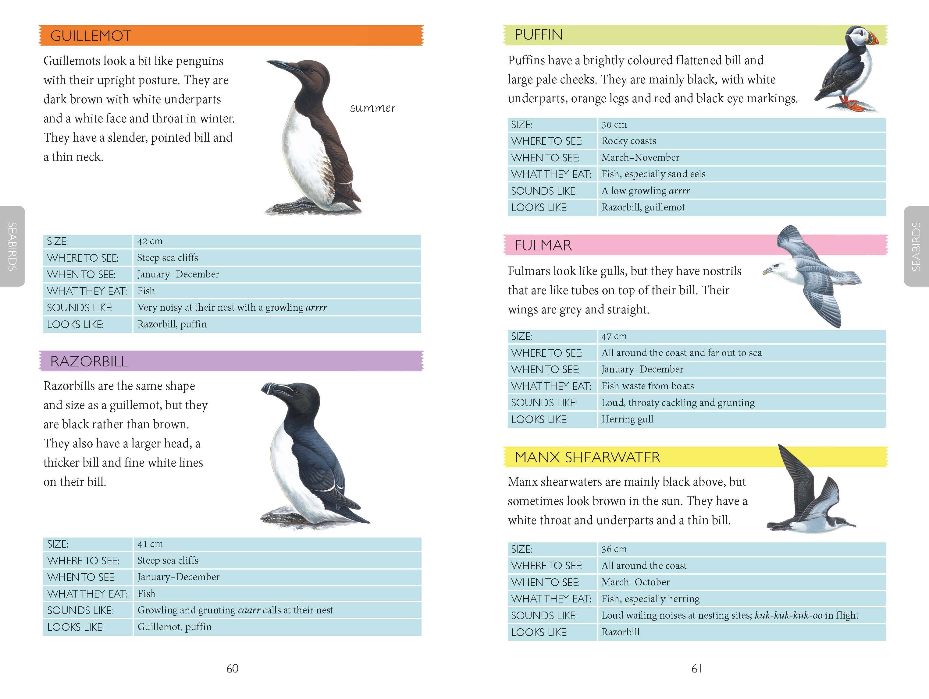 Out and About Bird Spotter Children's Nature Book - Image 4