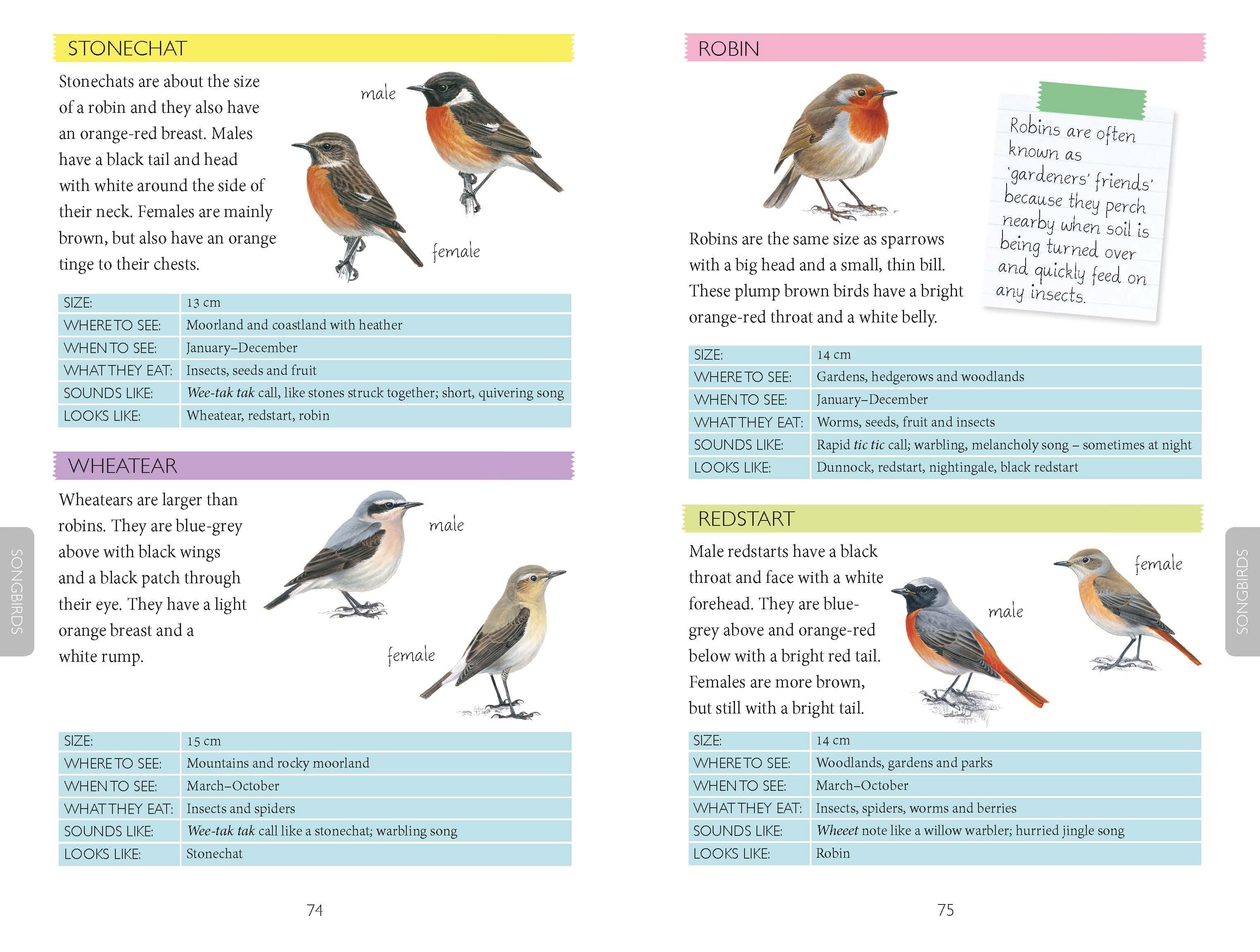 Out and About Bird Spotter Children's Nature Book - Image 5
