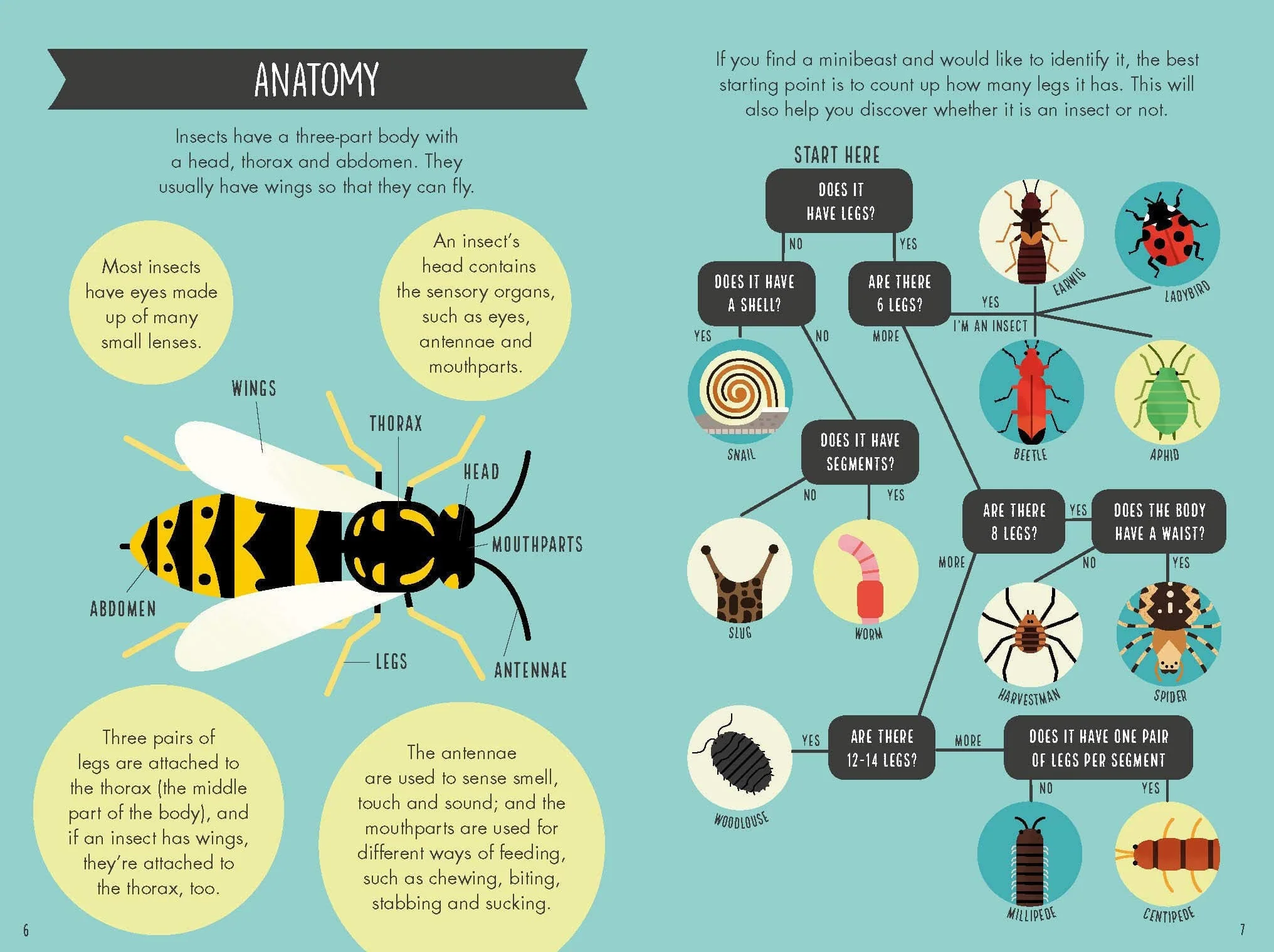 Out and About Minibeast Explorer - children's nature book - Image 3